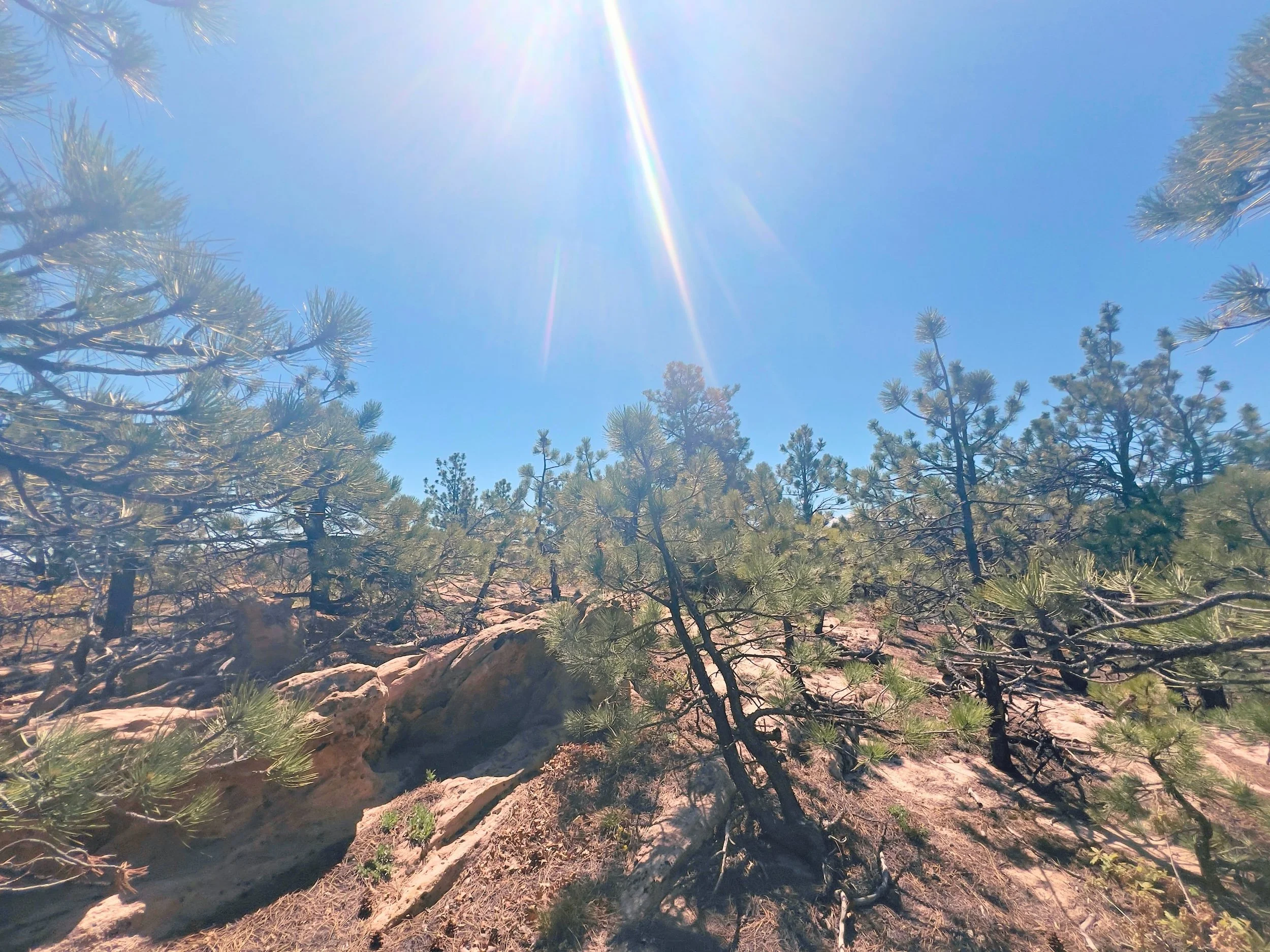 Sun shining brightly over a forest of pine trees on a clear day.