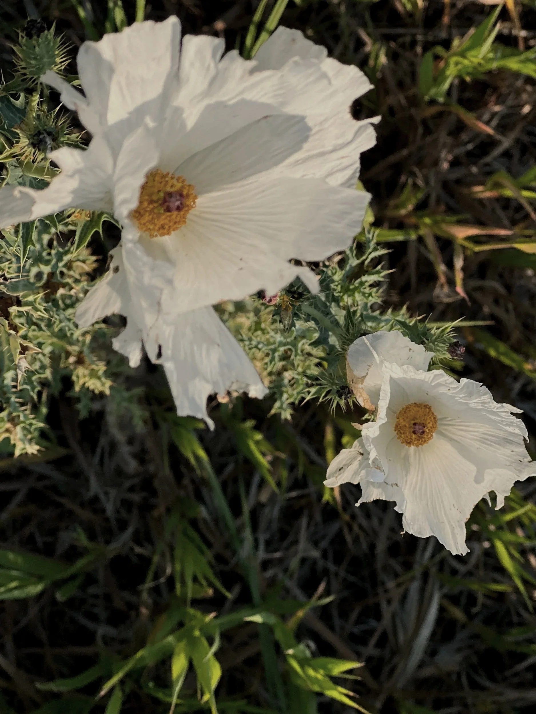 Close-up of white flowers with yellow and reddish centers, surrounded by green foliage and spiky thistle-like plants.