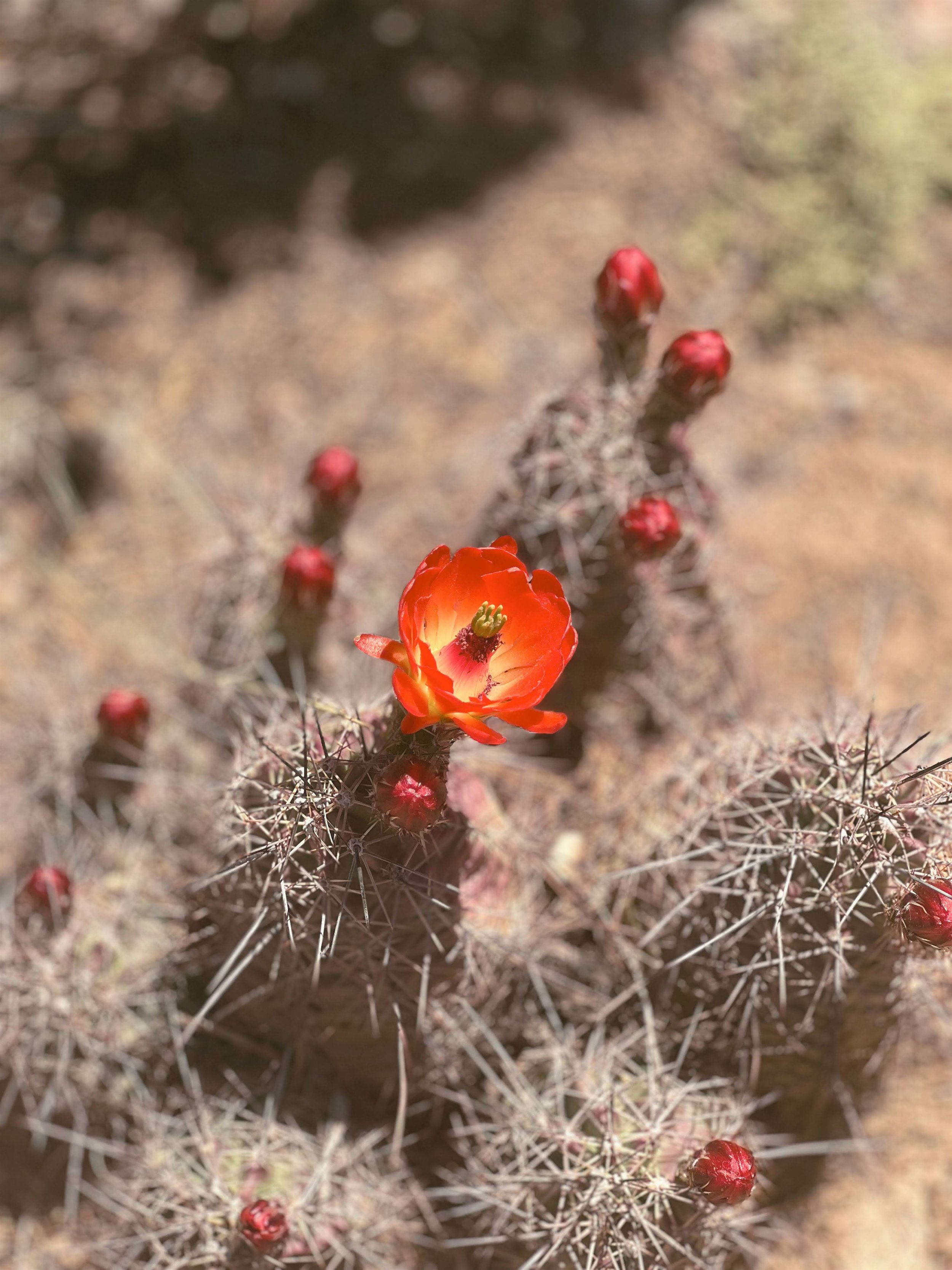 Close-up of a desert cactus with small, round, red flowers and long, thin, sharp spines on sandy ground.