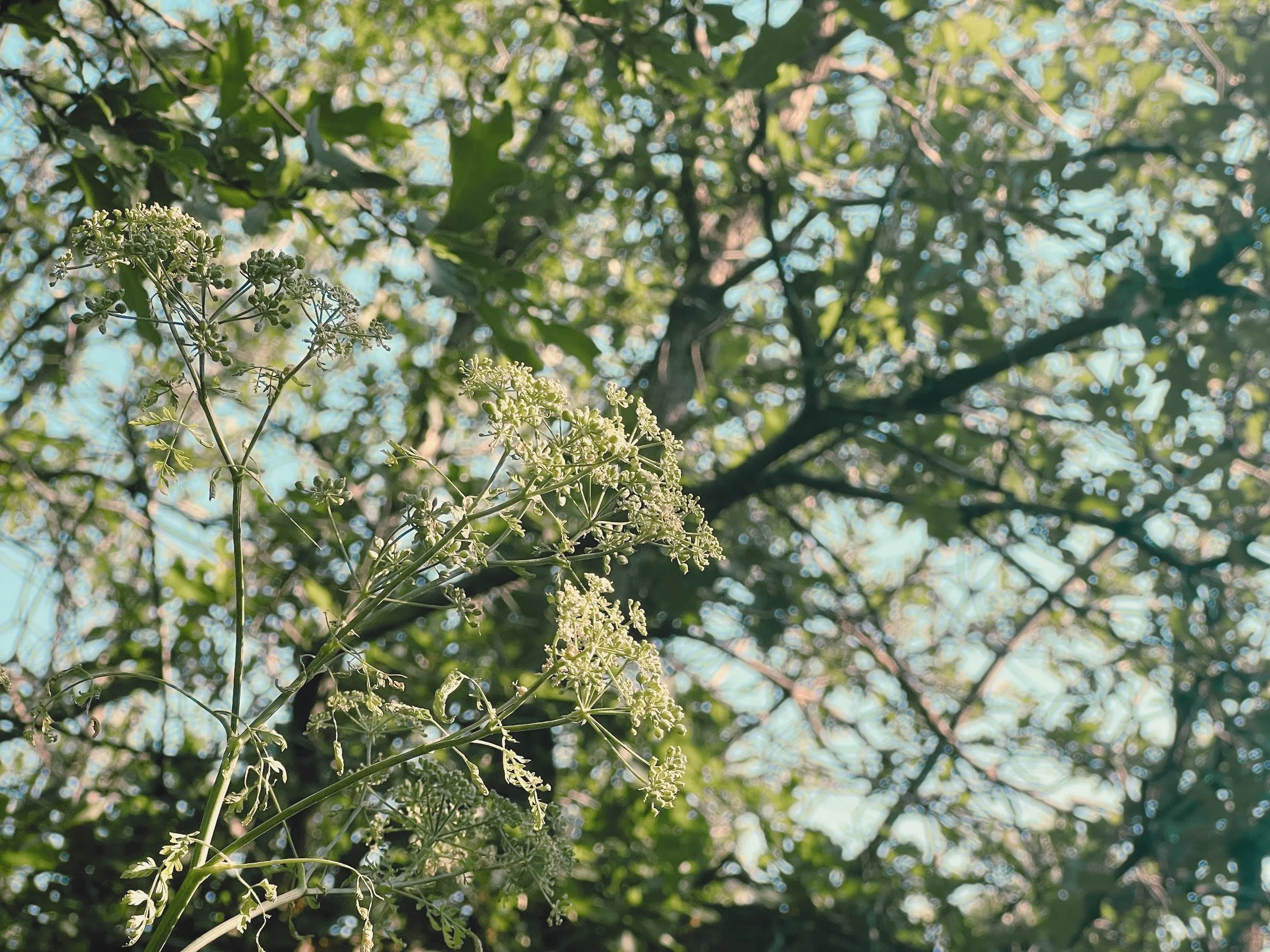 Close-up of small white flowers on a plant, with a blurred green leafy tree canopy in the background.