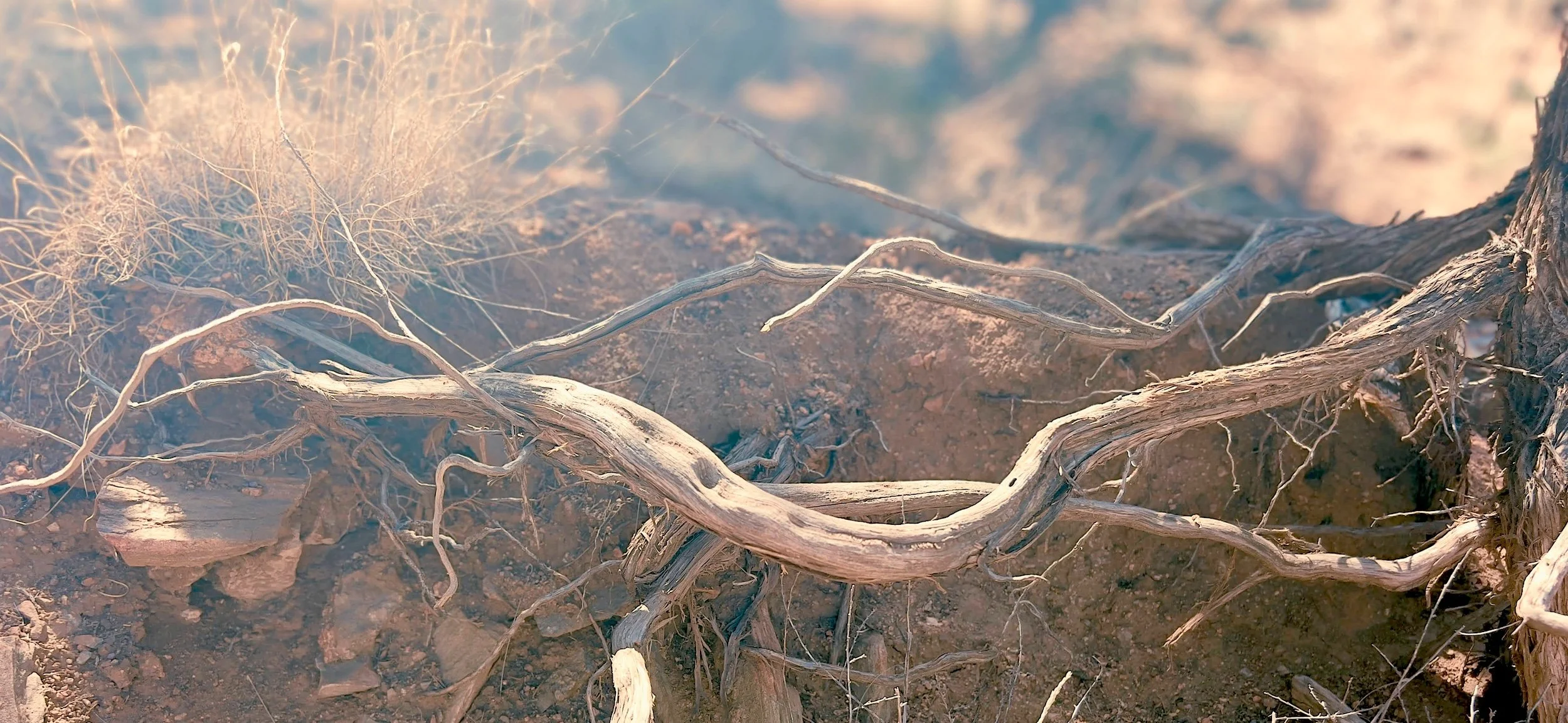 Close-up of a dirt ground with dried, twisted tree roots and some sparse dry grass.