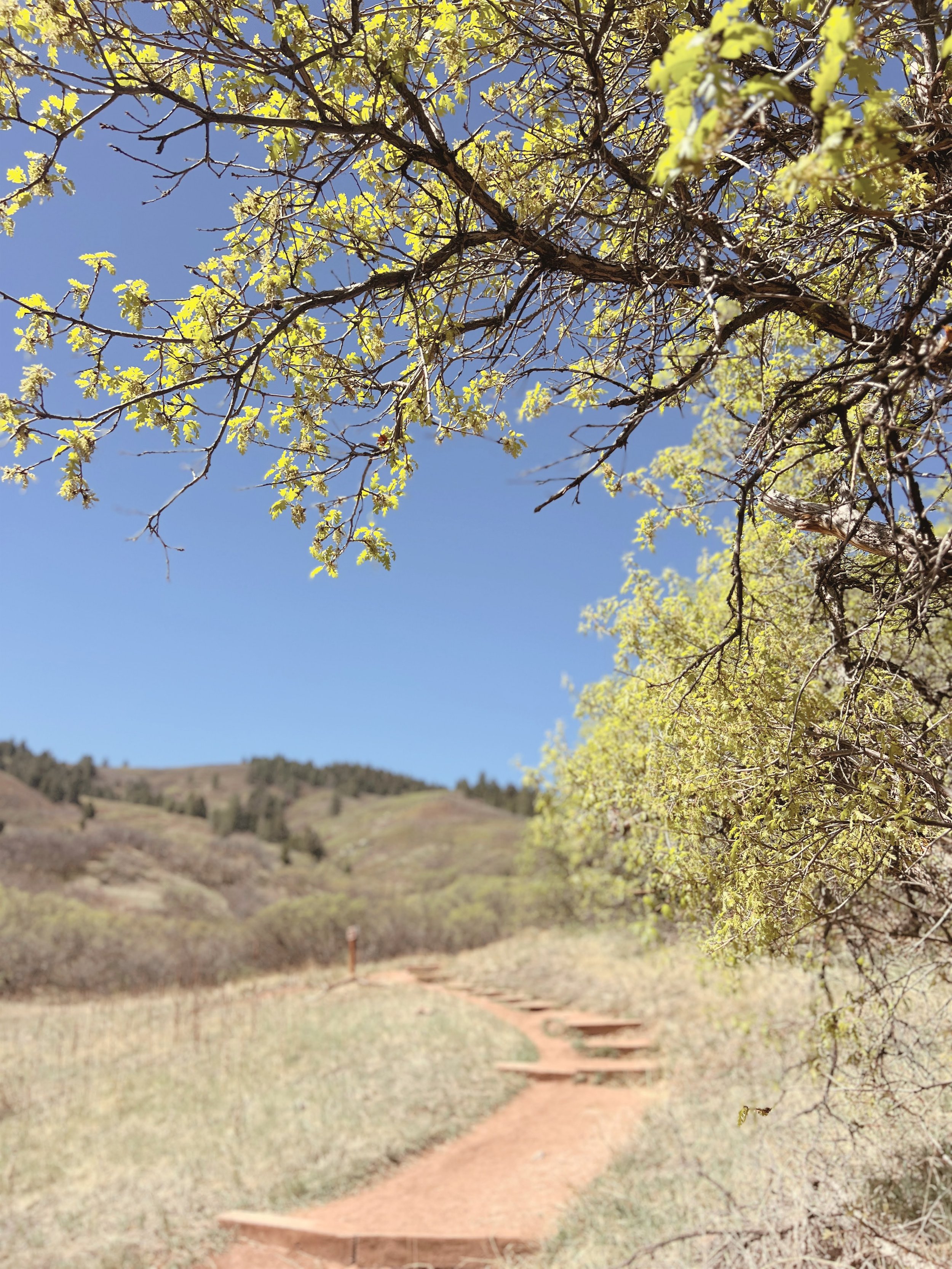 A dirt trail in Colorado with wooden steps winding through dry grass, under a tree with light green leaves against a clear blue sky, rolling hills in the distance.