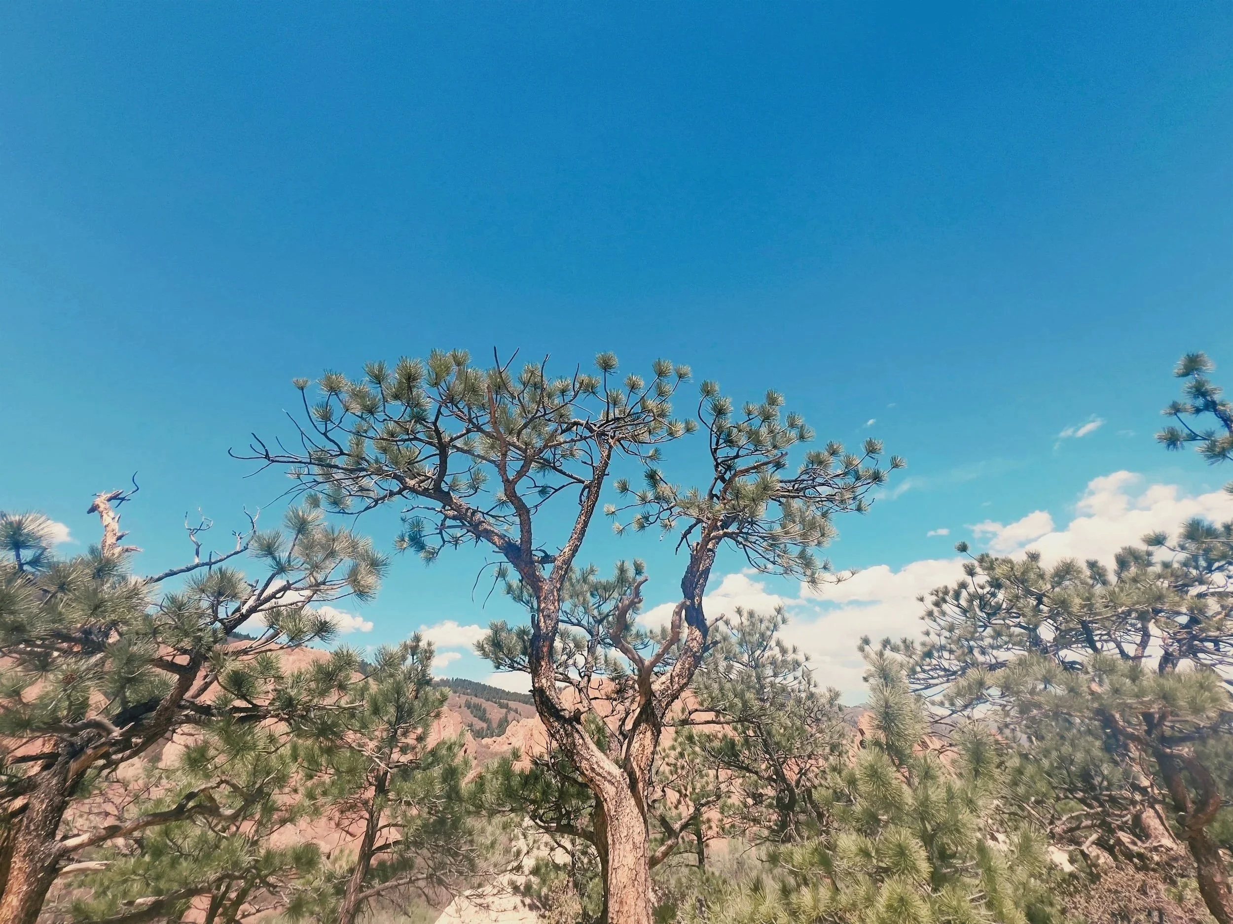 A tall pine tree with green needles stands against a bright blue sky with scattered white clouds in a desert landscape.