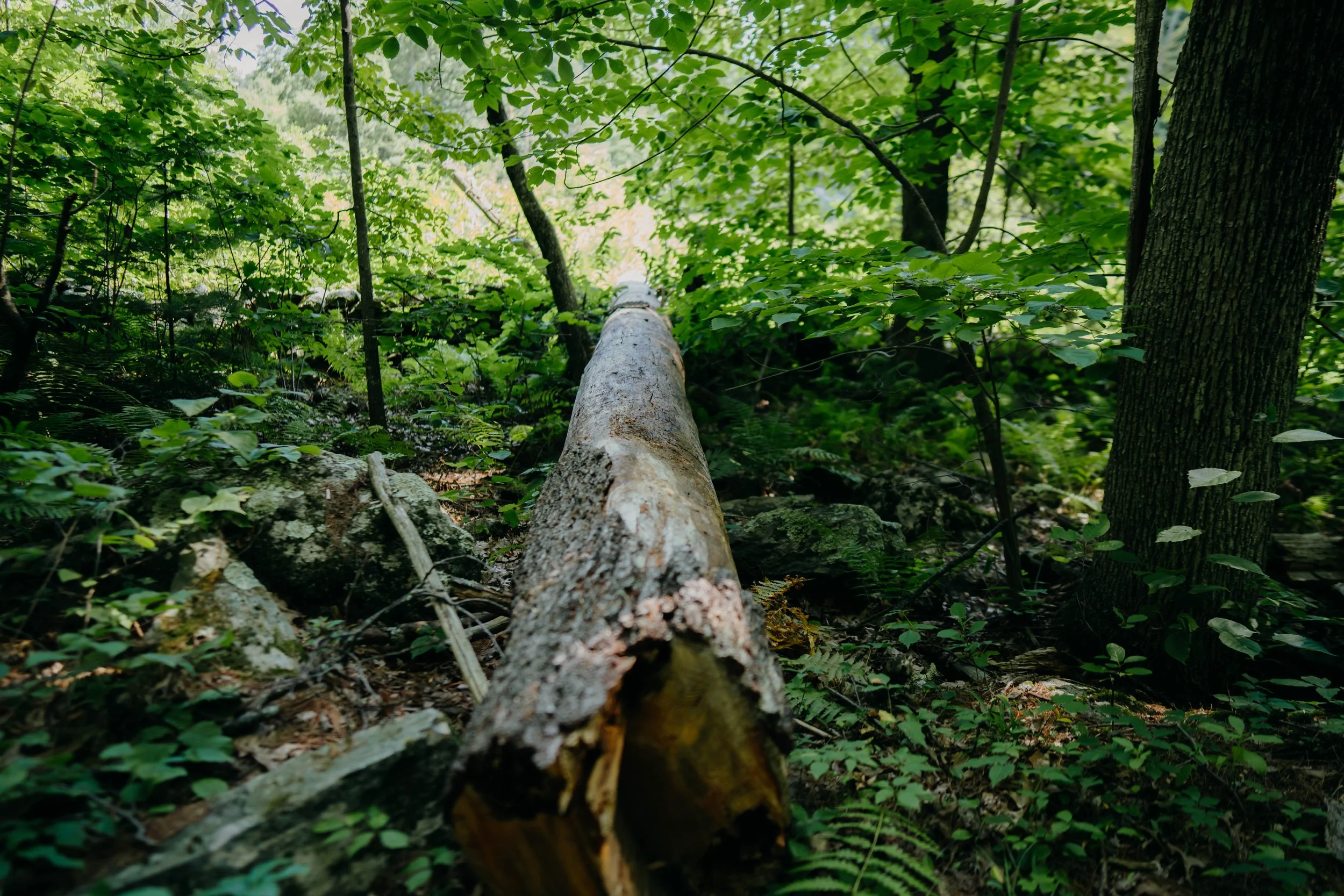 A view looking up at a fallen tree trunk in a dense green forest with lush leaves and trees surrounding it.