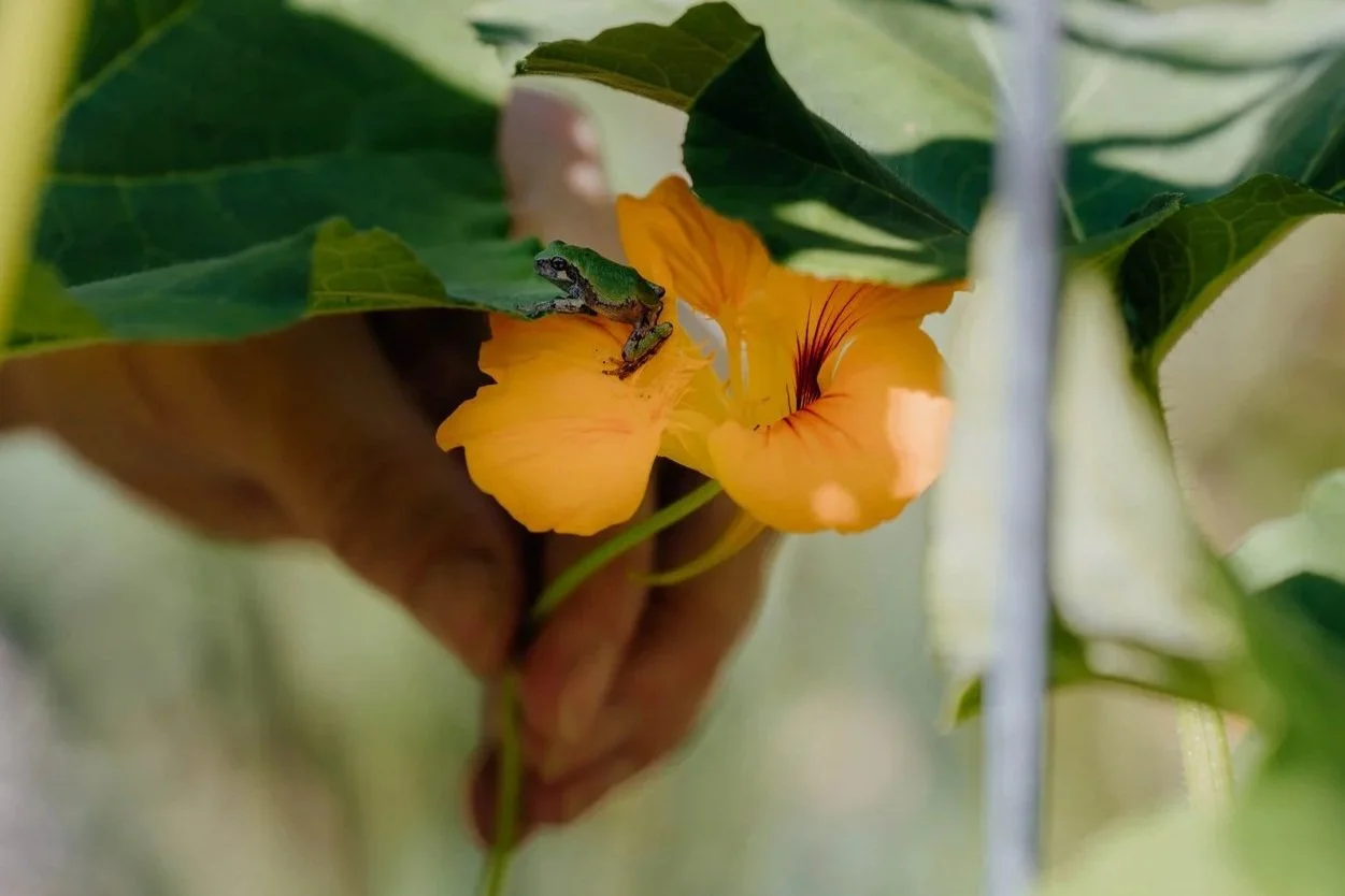 Beth holding a nasturtium flower with a small frog nestled inside.