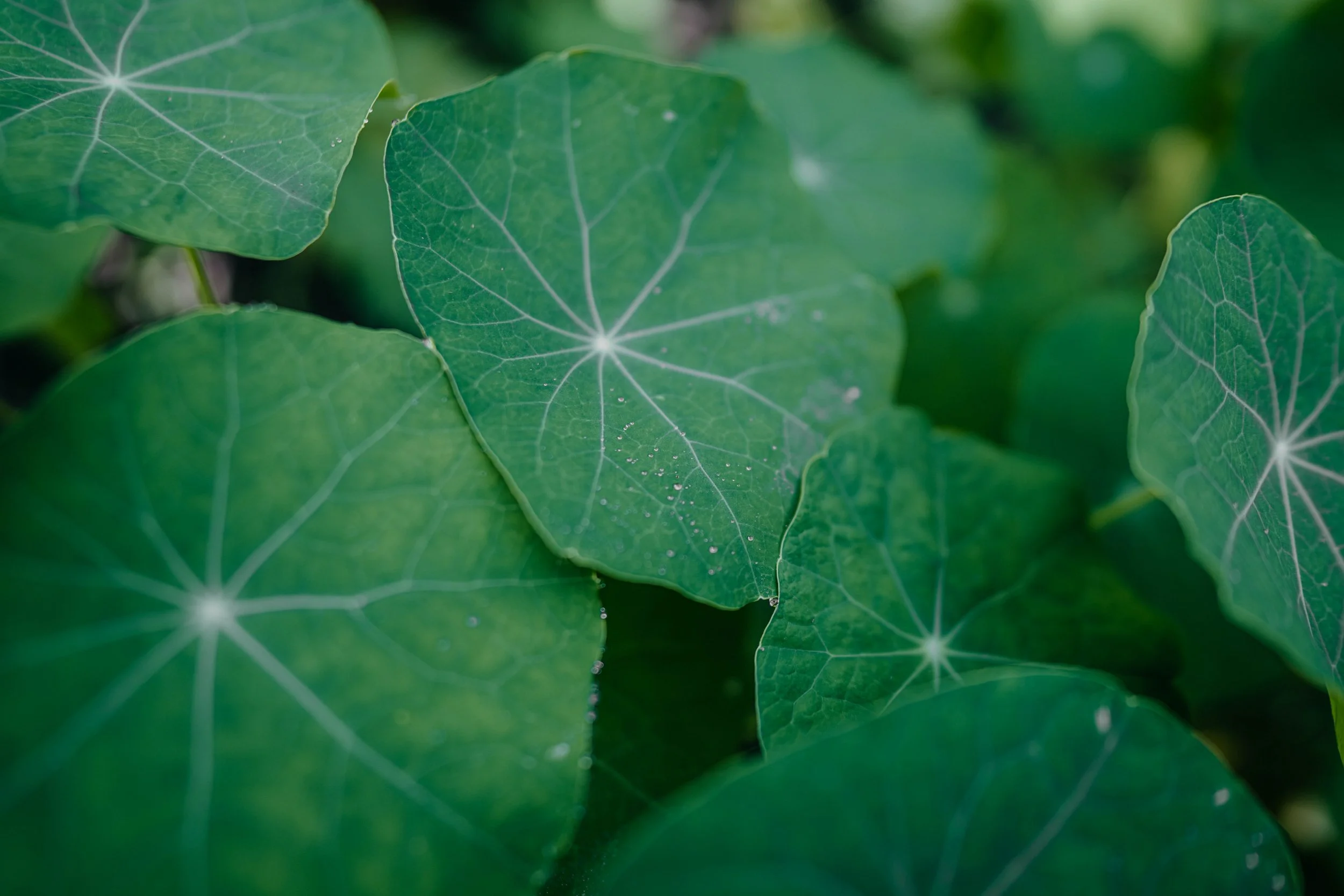 Close-up of green leaves with visible veins, some with small water droplets