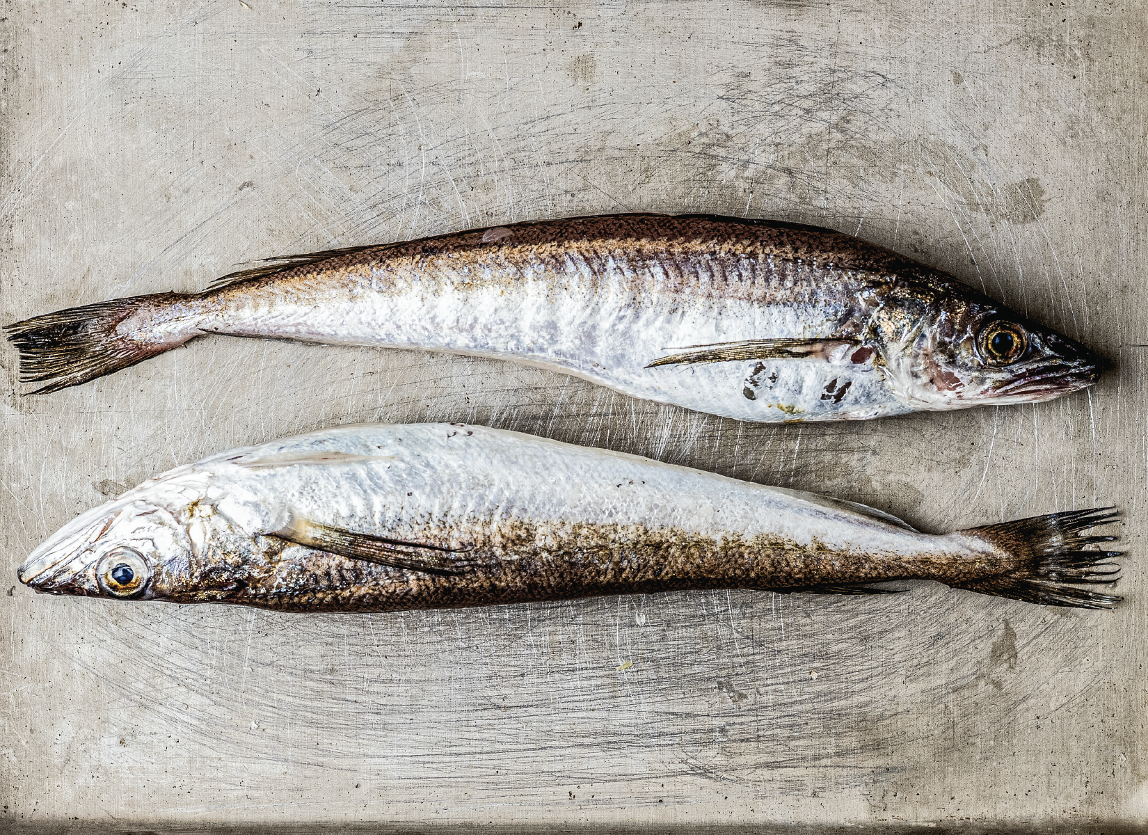 Two whole fish, one above the other, on a stainless steel surface. The fish appear to be freshly caught, with shiny silver and brownish scales, and clear eyes.