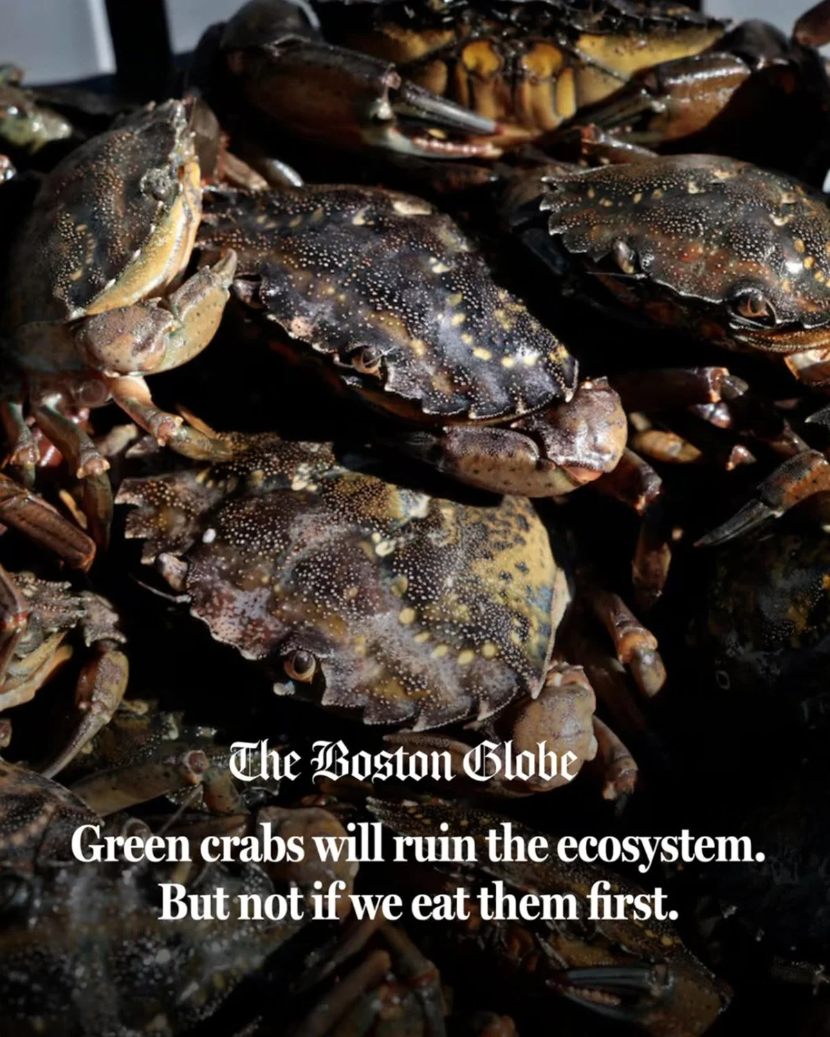 A group of cooked green crabs with dark shells and yellow speckles, overlapping each other from The Boston Globe