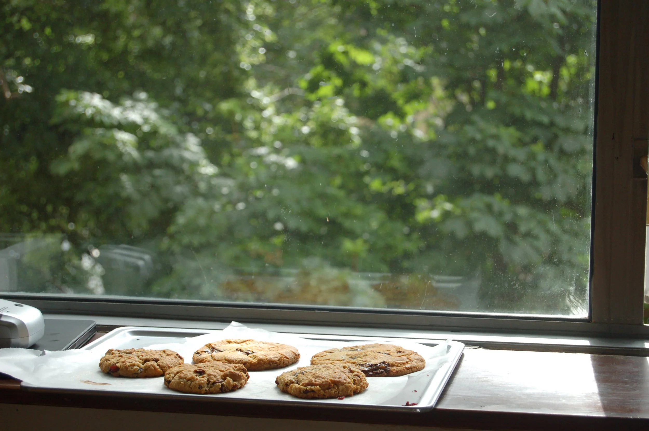Chocolate chip cookies on a white baking sheet placed on a window sill with a green leafy outdoor scene visible through the window.