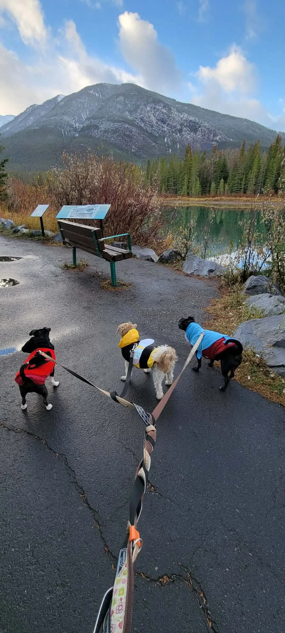 Three dogs behind the Archie and Company name.