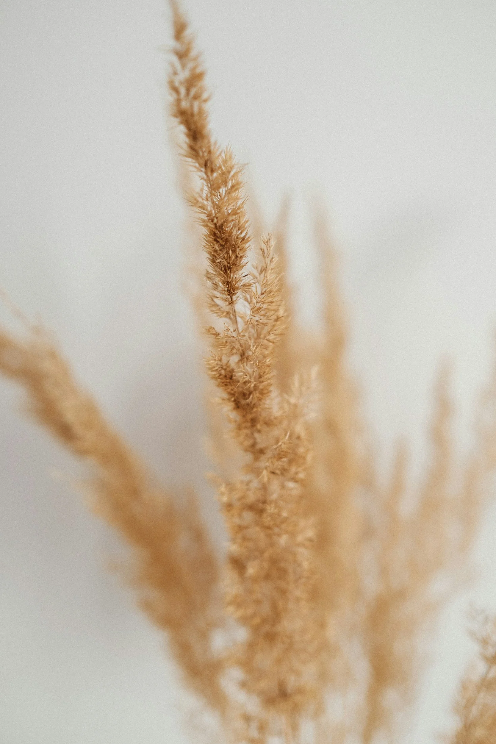 Close-up of beige, fluffy grass or plant stalks against a plain pale background.