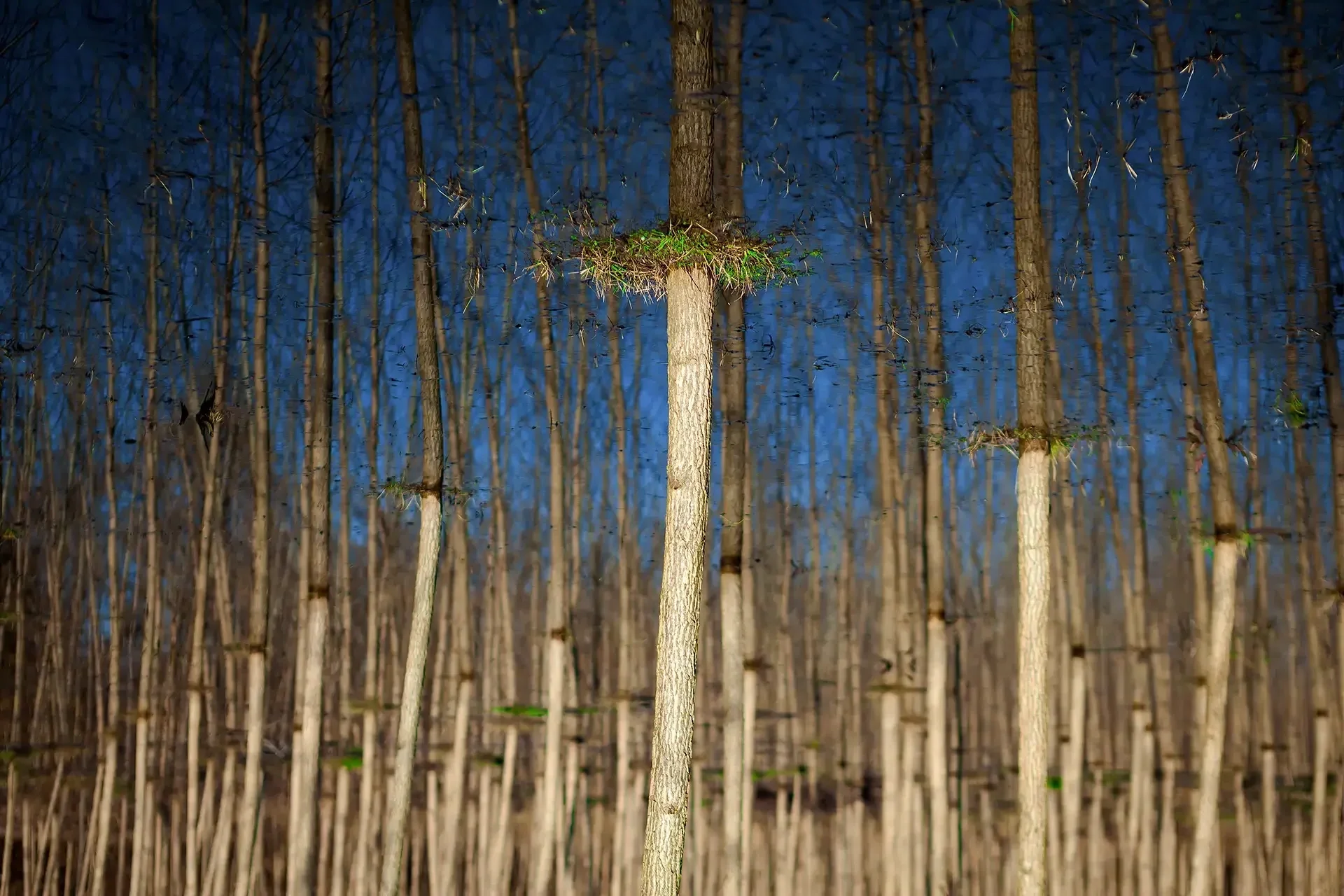 capturing a wetland and lagoon (Mordaab) in Gilan province, Iran. Dense vertical texture of young trees against a blue sky.⁠