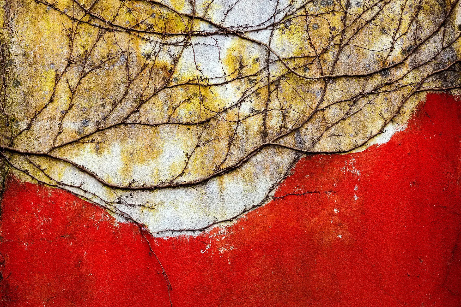 Fine art abstract nature photography showcasing organic silhouettes of bare tree branches against a vibrant red wall of a public space in Rasht, Gilan, Iran.⁠
