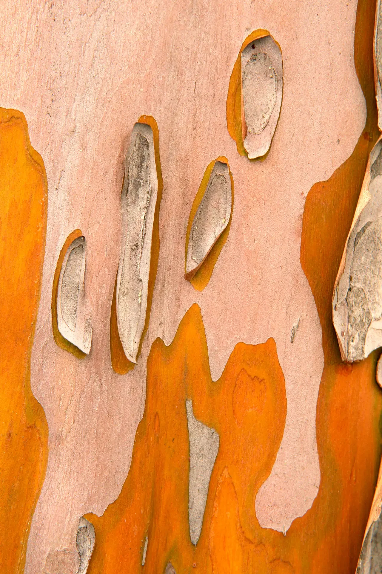 capturing the organic linear textures of a tree trunk. Complex natural bark patterns in vibrant orange and cream tones.