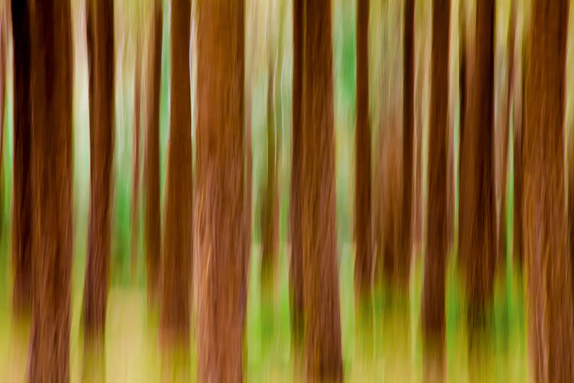 Abstract intentional camera movement photography displaying soft vertical lines and motion blur textures of a palm grove in Bushehr, Iran.⁠