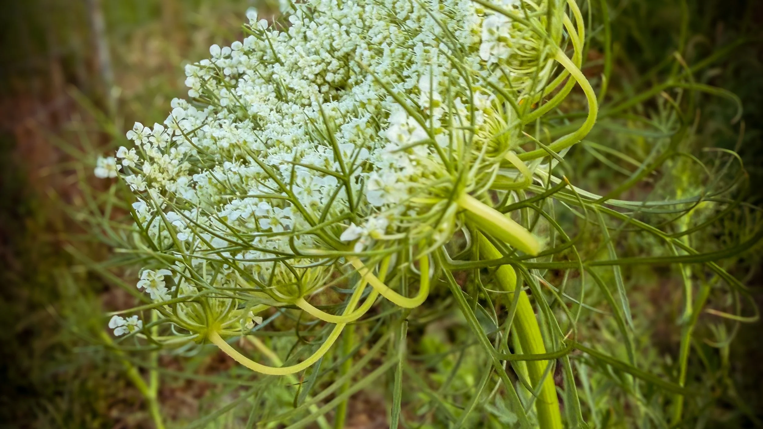ニンジンの花
つぼみから小さな白い花が咲き始め、全開になったかと思うと、今度はまたつぼみの時のようにすぼんでタネを付けはじめます。
全開になってもすぼんでしまっても、見続けてしまいます。
#ニンジンの花