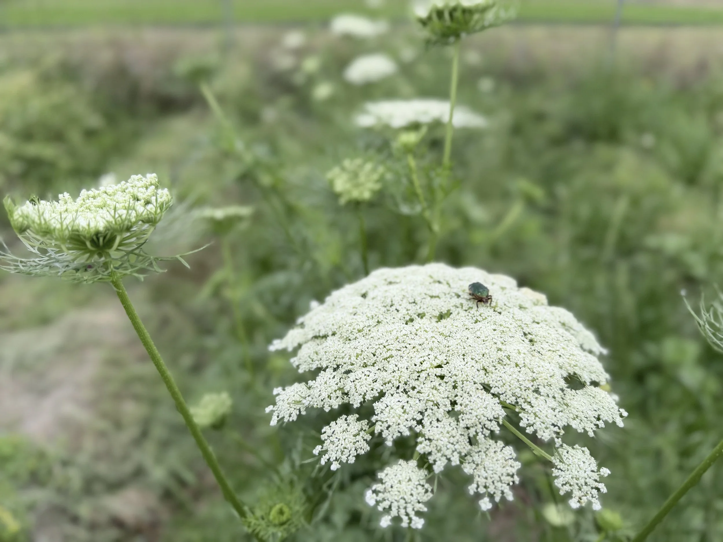 白い花が咲く植物と小さな虫が花の上にいる風景