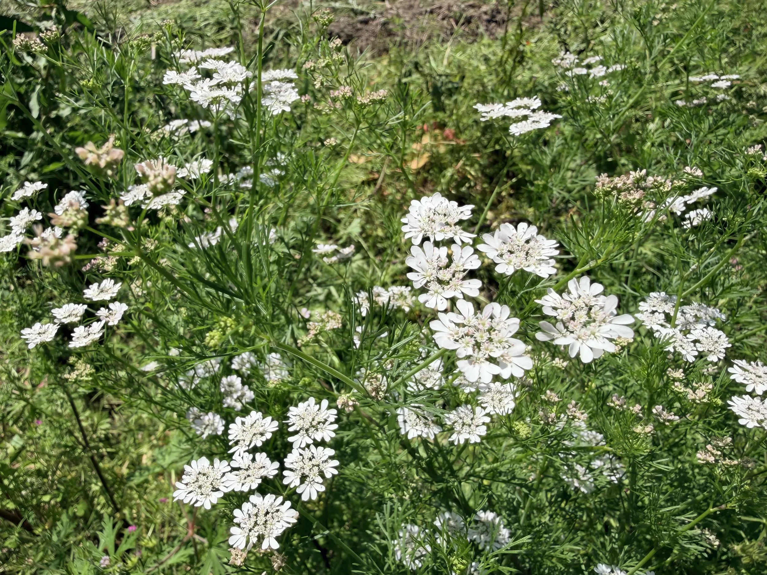 緑の草原に白い小さな花がたくさん咲いている風景
