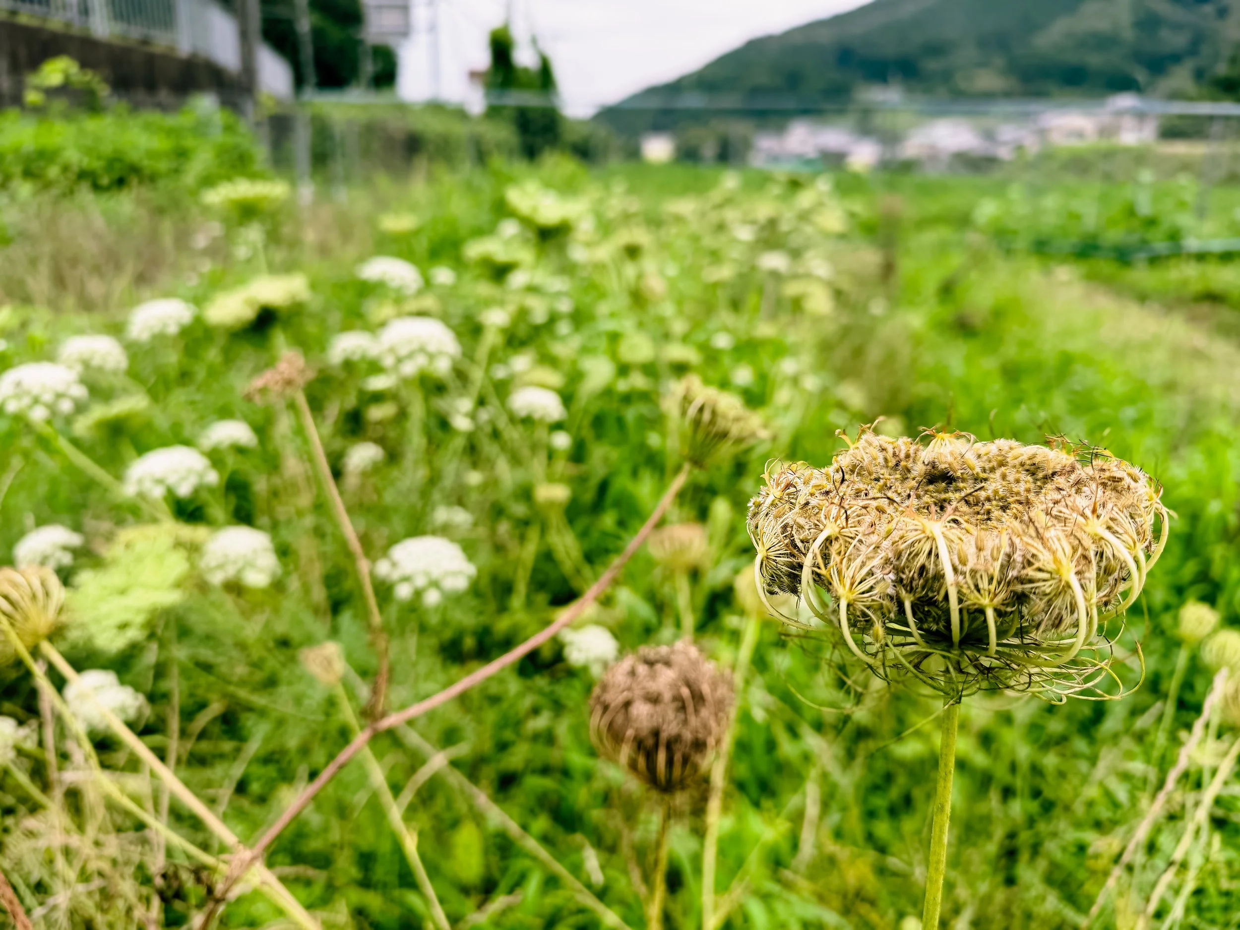 ニンジンの花から種へ