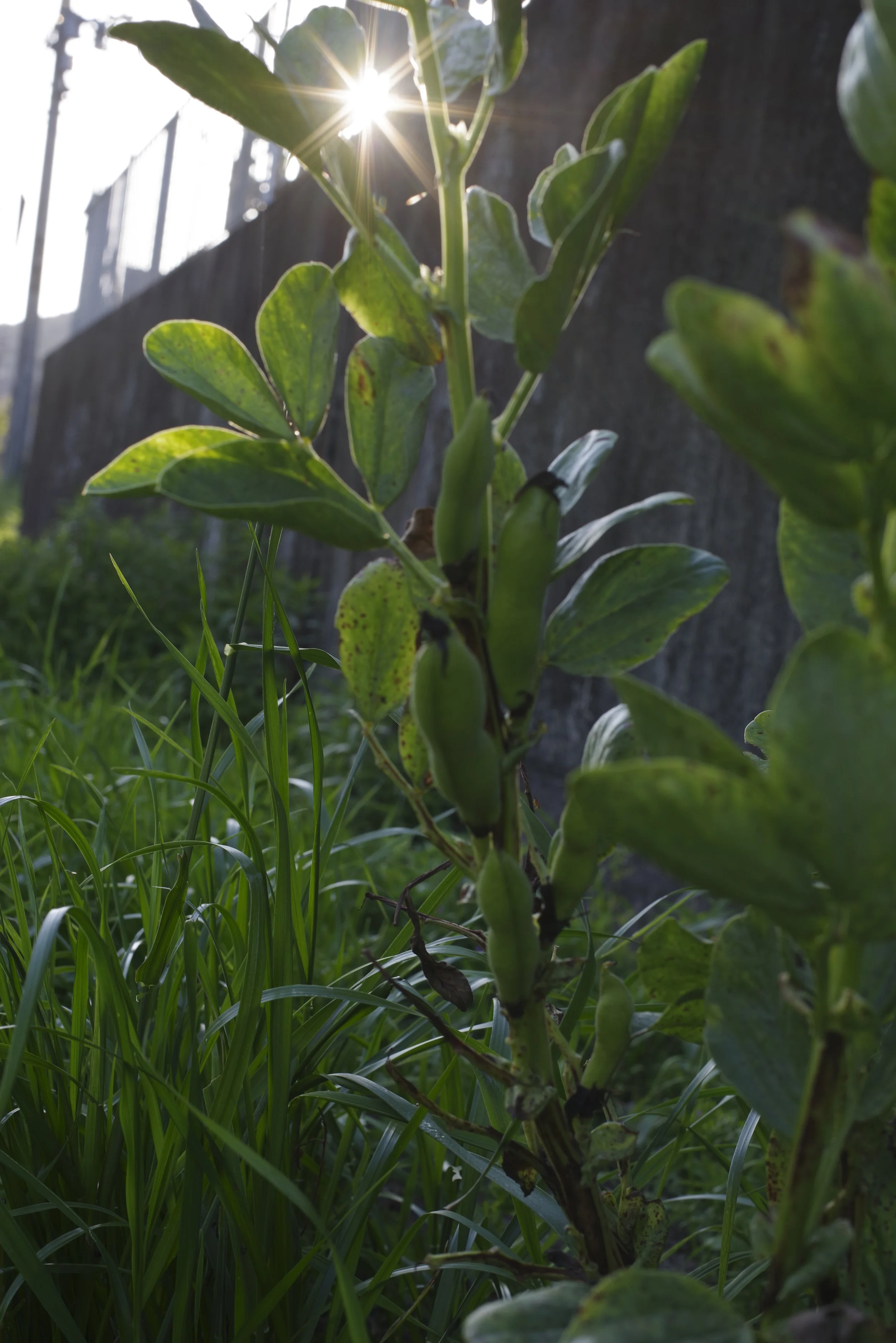 太陽の光が差し込む緑の植物と雑草のクローズアップ写真