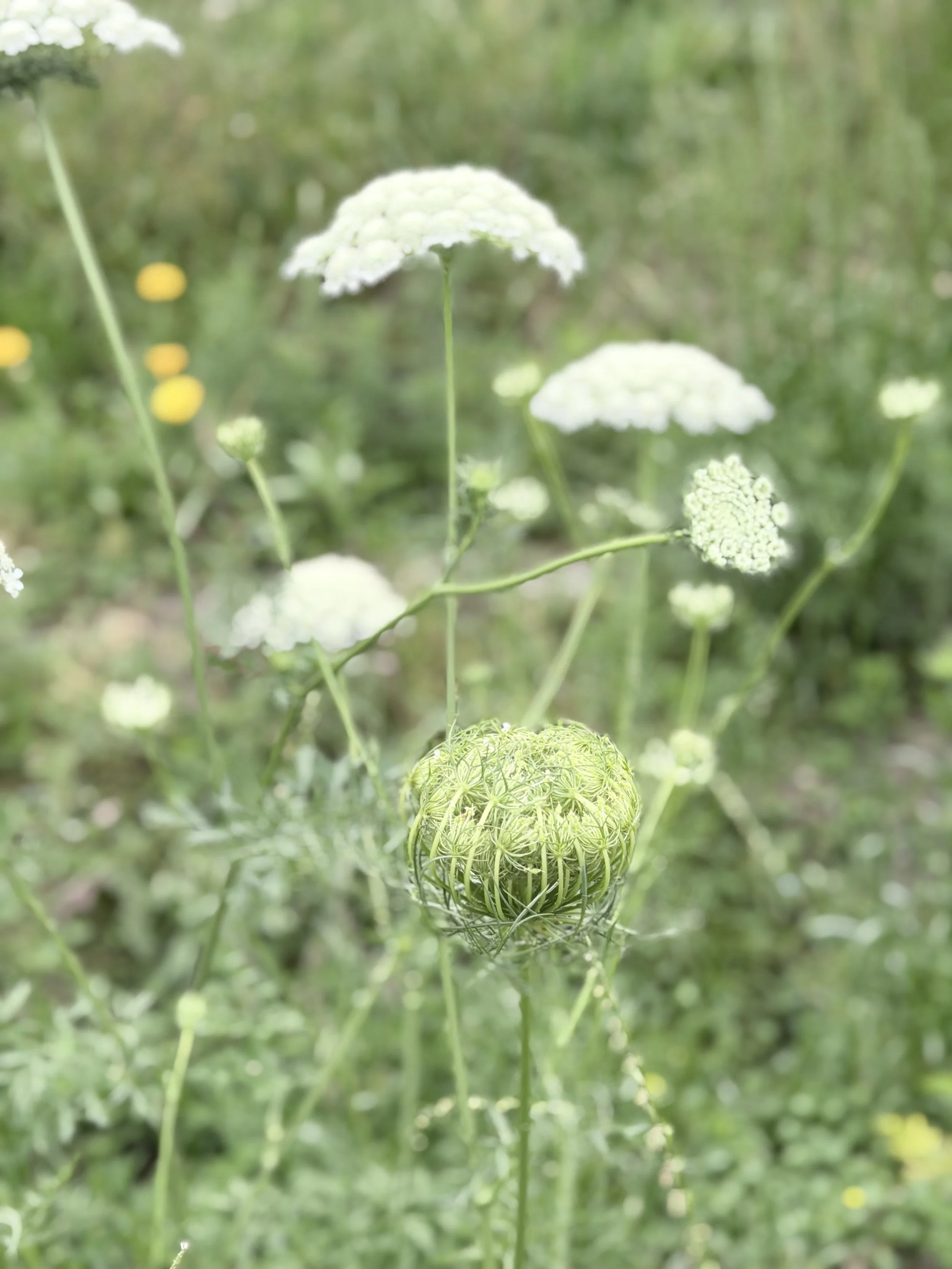 緑色の植物と白い花と球状の緑色の花序が映っている写真