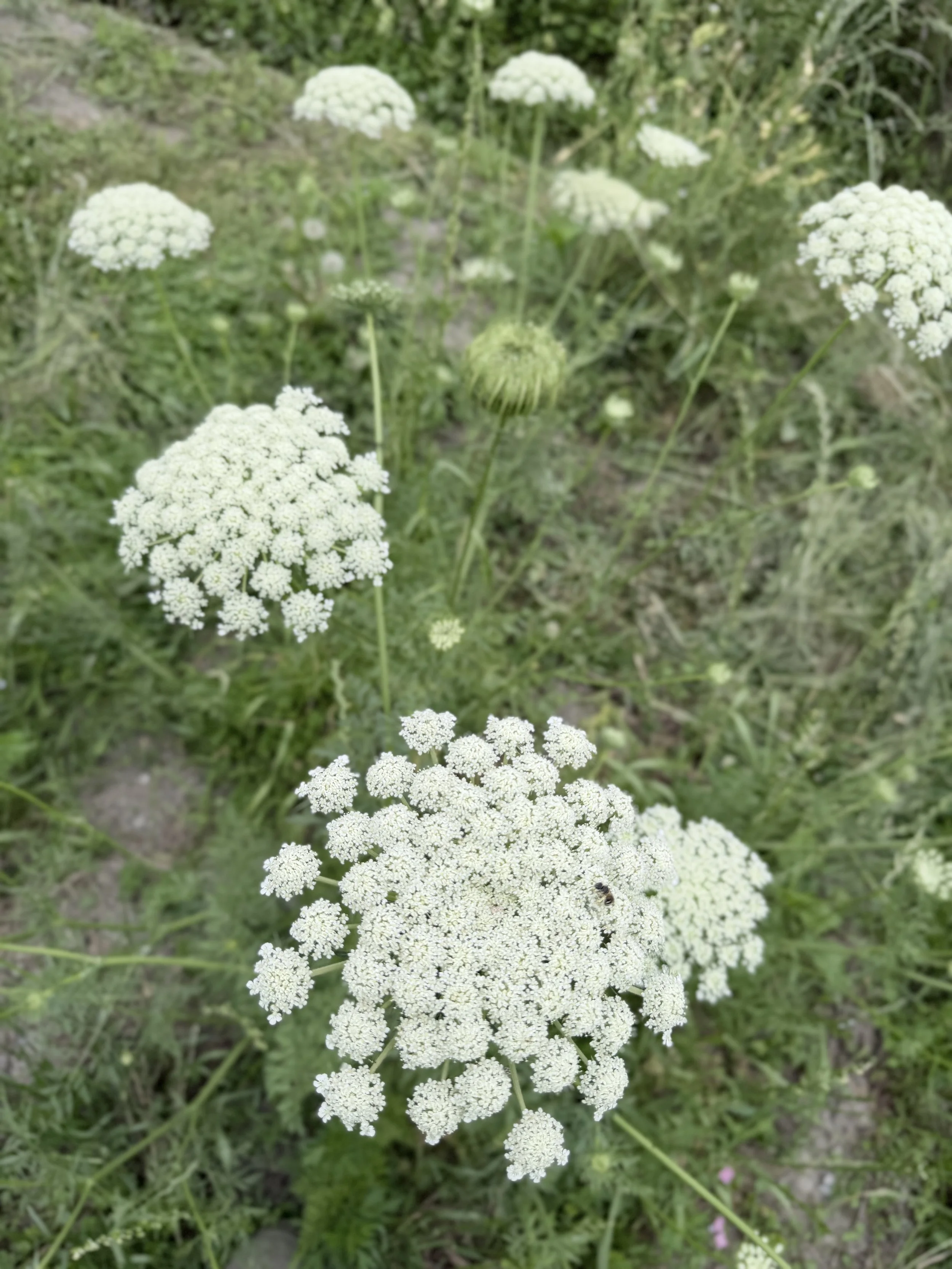 白い花が群生している様子。