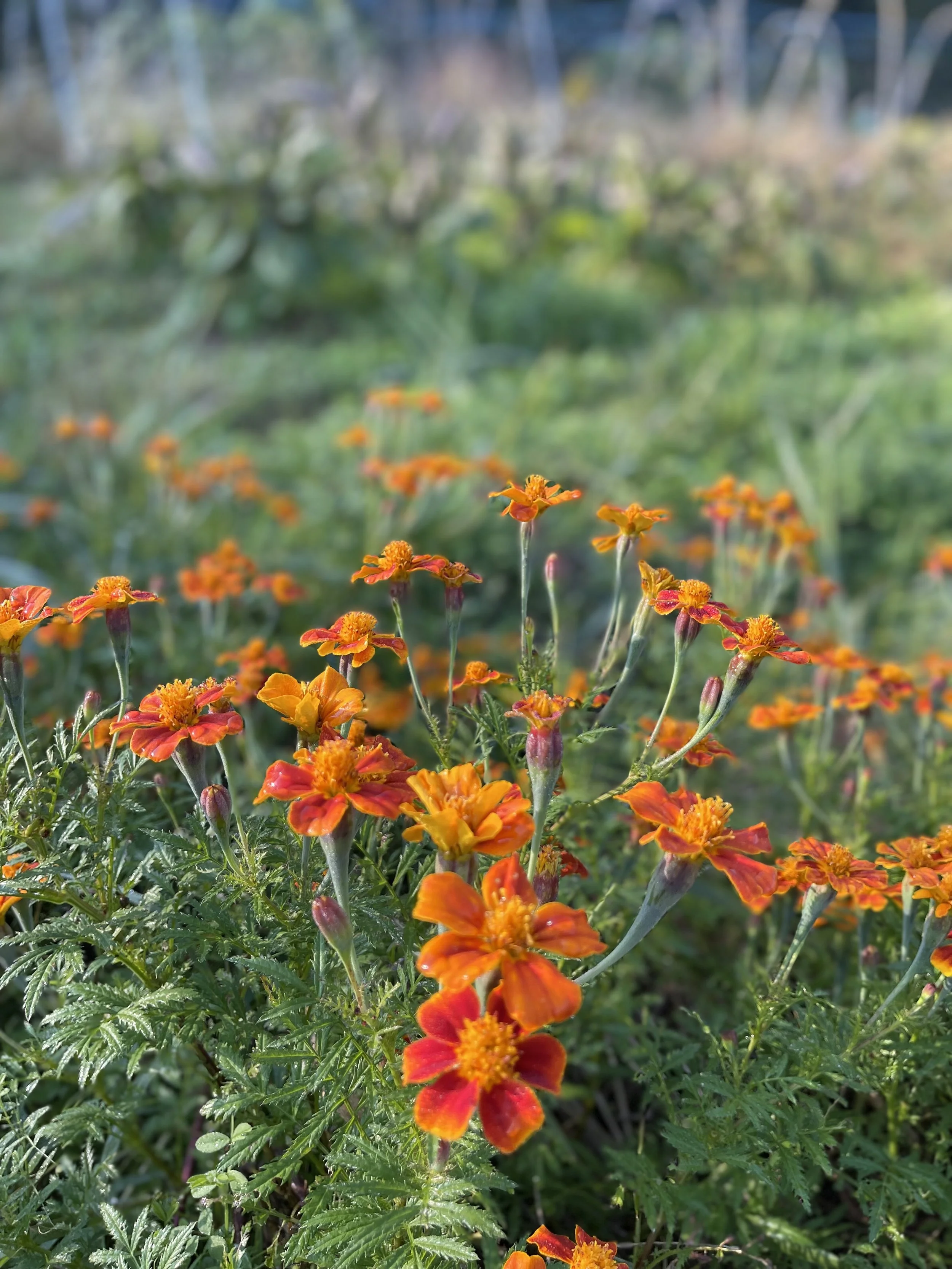 庭に咲くオレンジ色の花々。背景には緑の葉と木々。