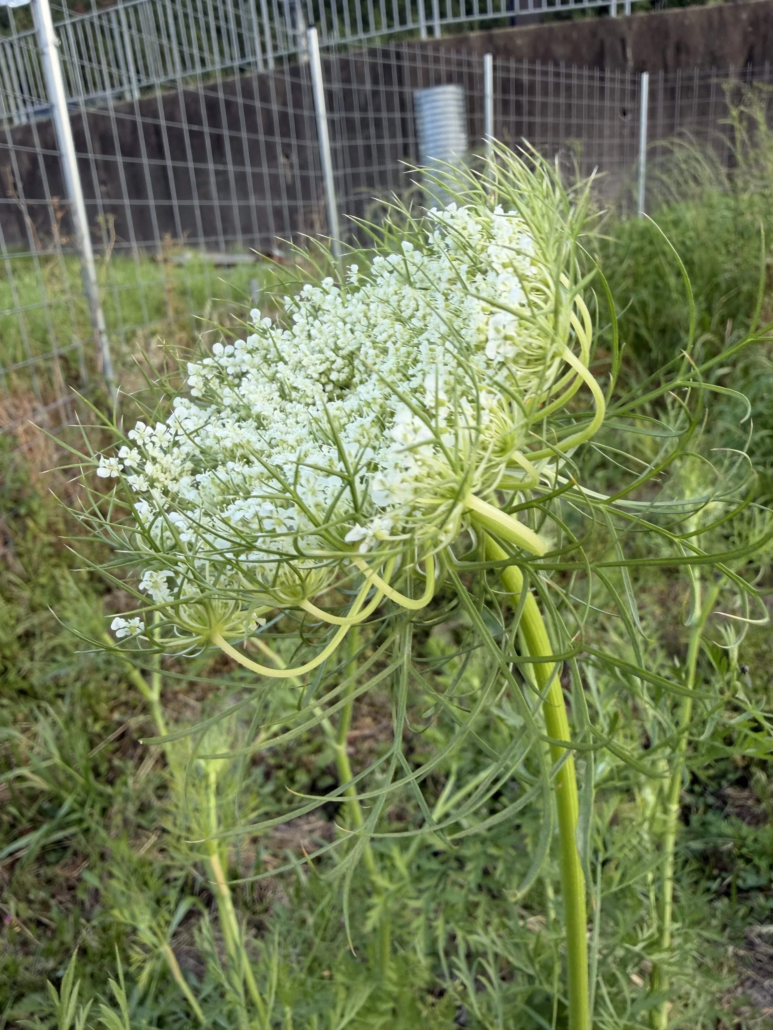 白い花が咲く植物とフェンスと芝生の庭園風景