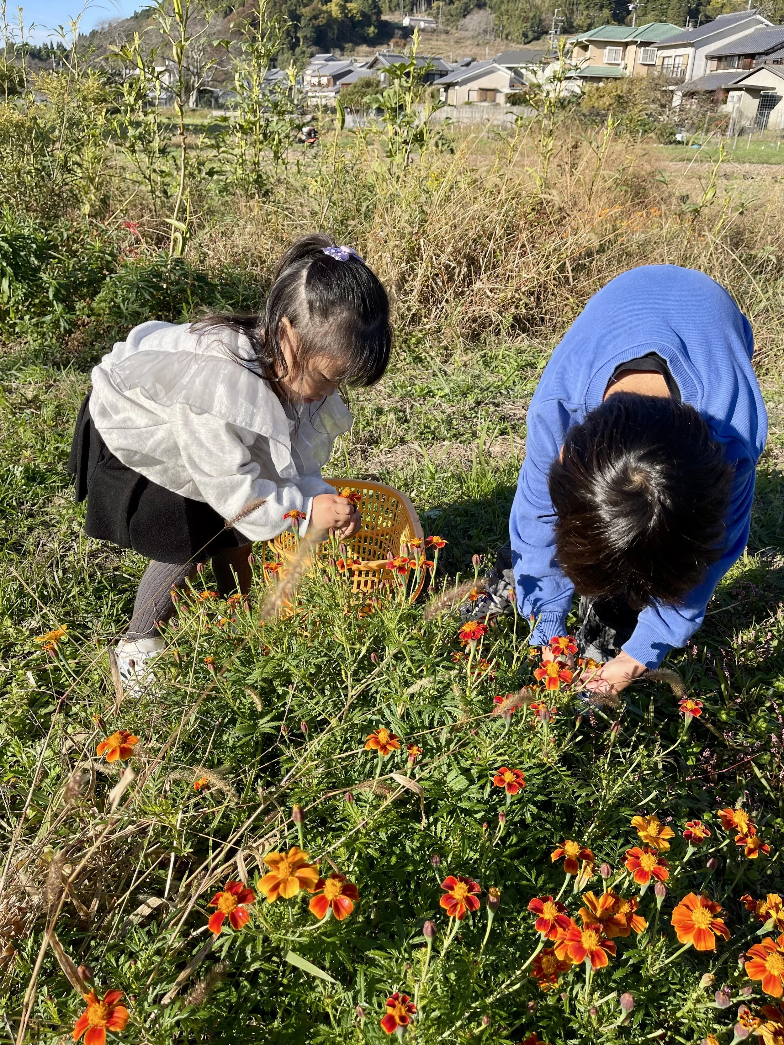 子供と大人が秋の花畑で花を摘んでいる風景。背景には住宅や山々が見える。