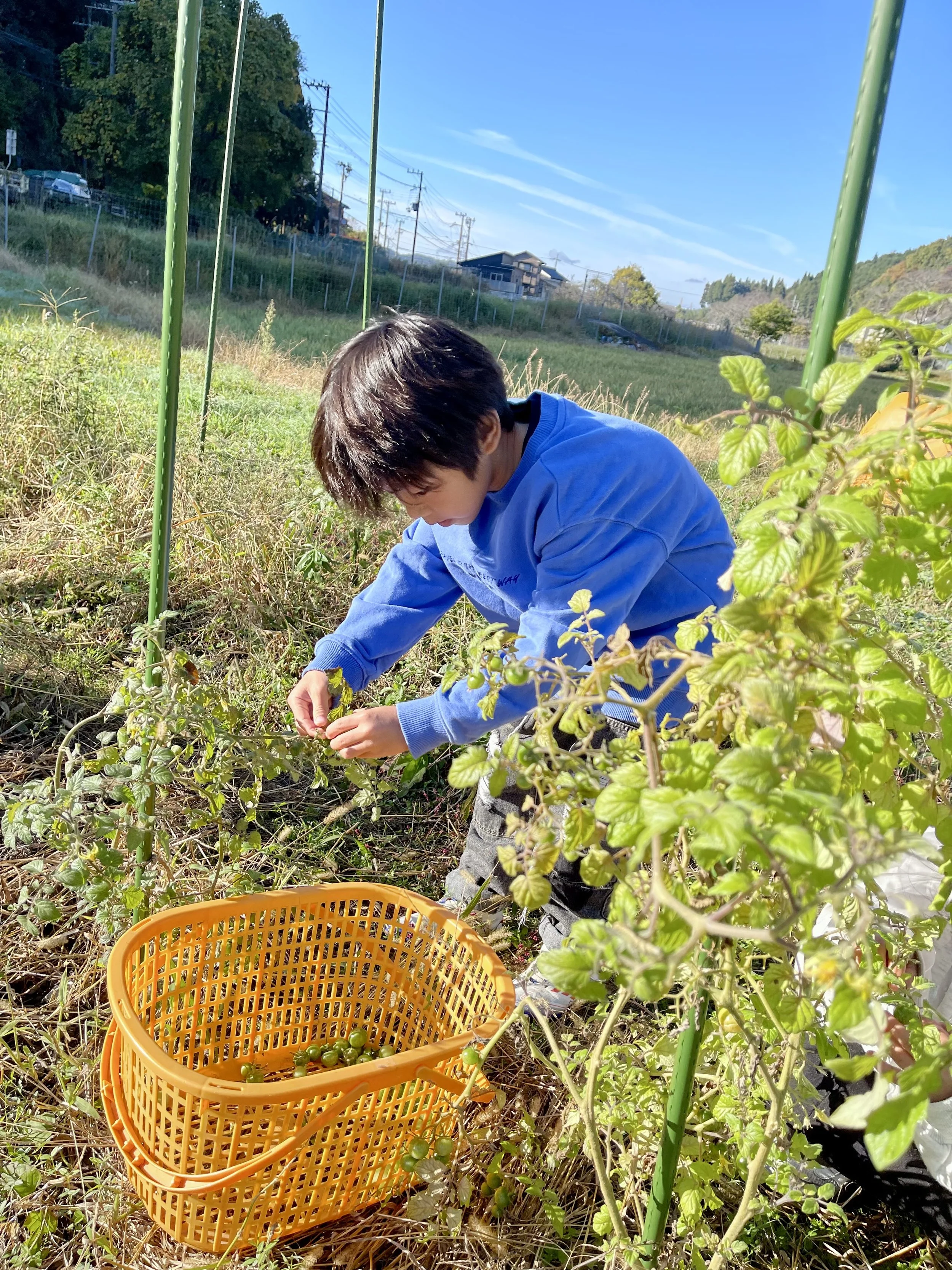 子供が植物を摘んでいる畑の写真。青い空と遠くの家々、緑の景色が見える。
