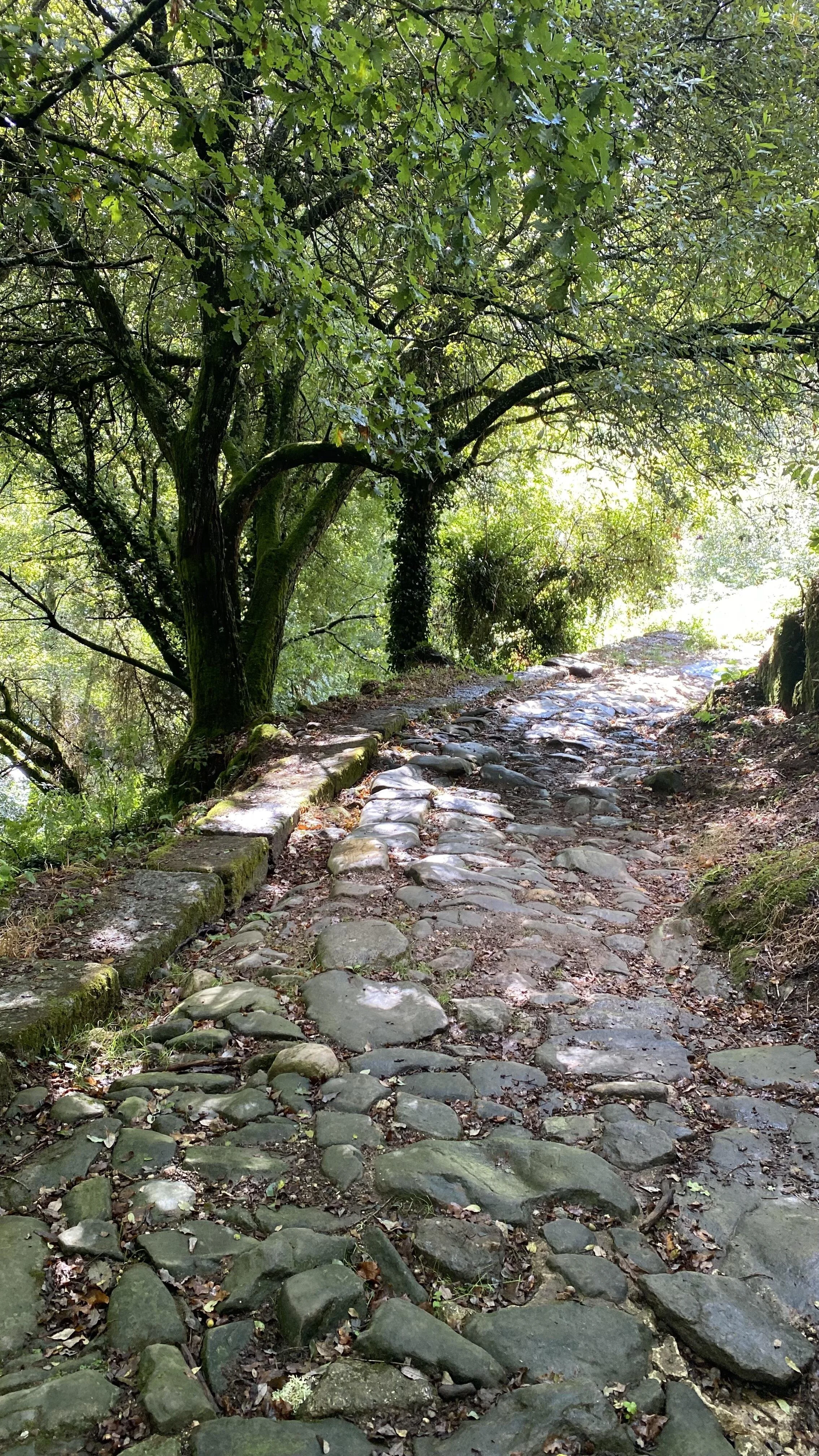 Trail through a lush green forest in Galicia during The Quiet Quest, a Mindful Adventure on El Camino