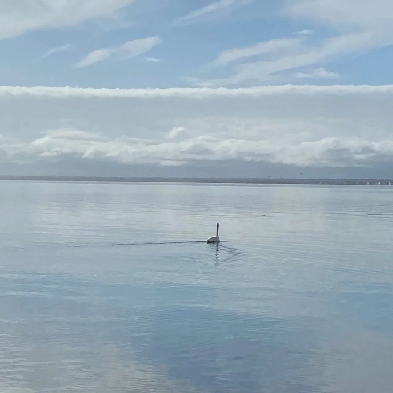 swan+on+water.jpg