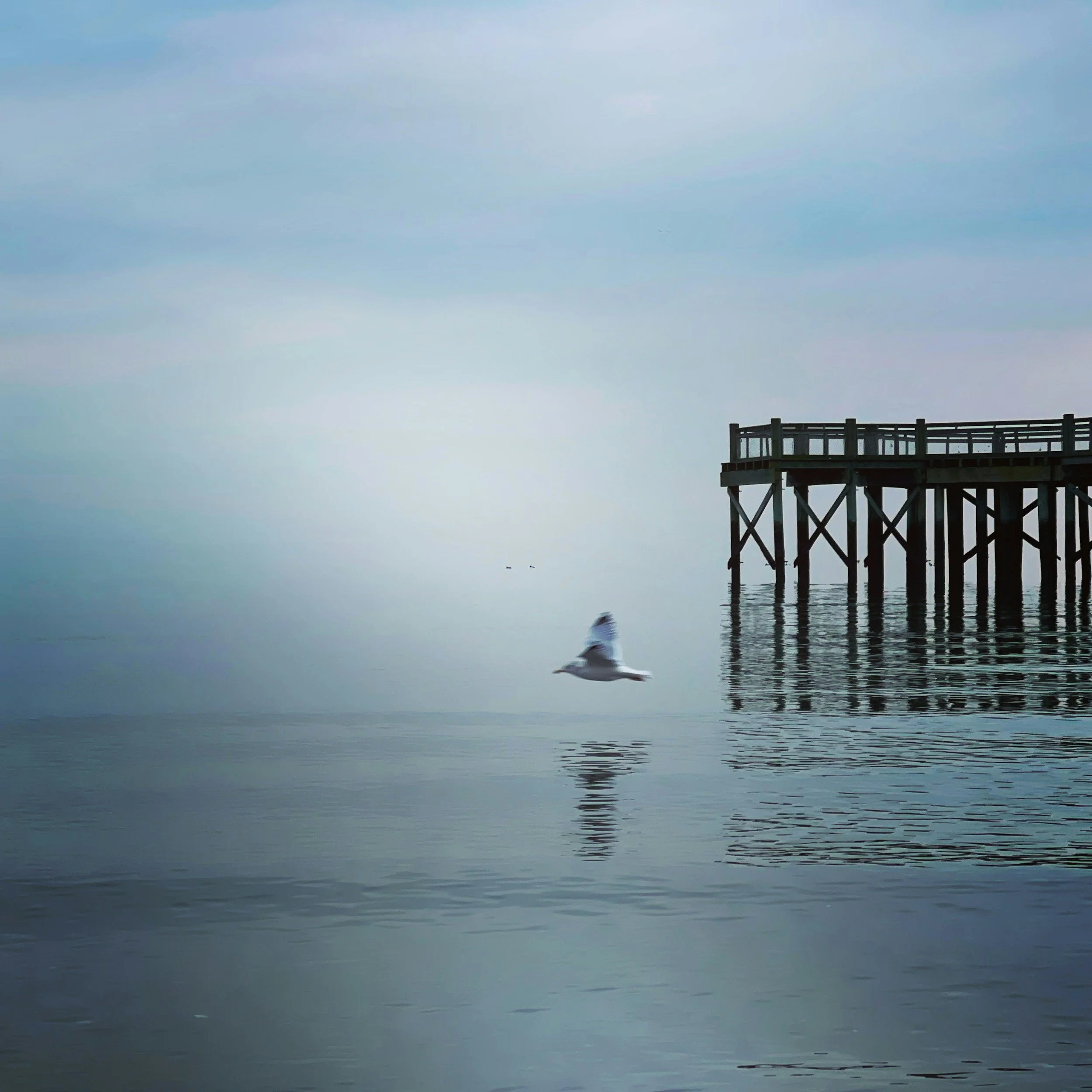 A seagull flying near a wooden pier over calm water with a cloudy sky.