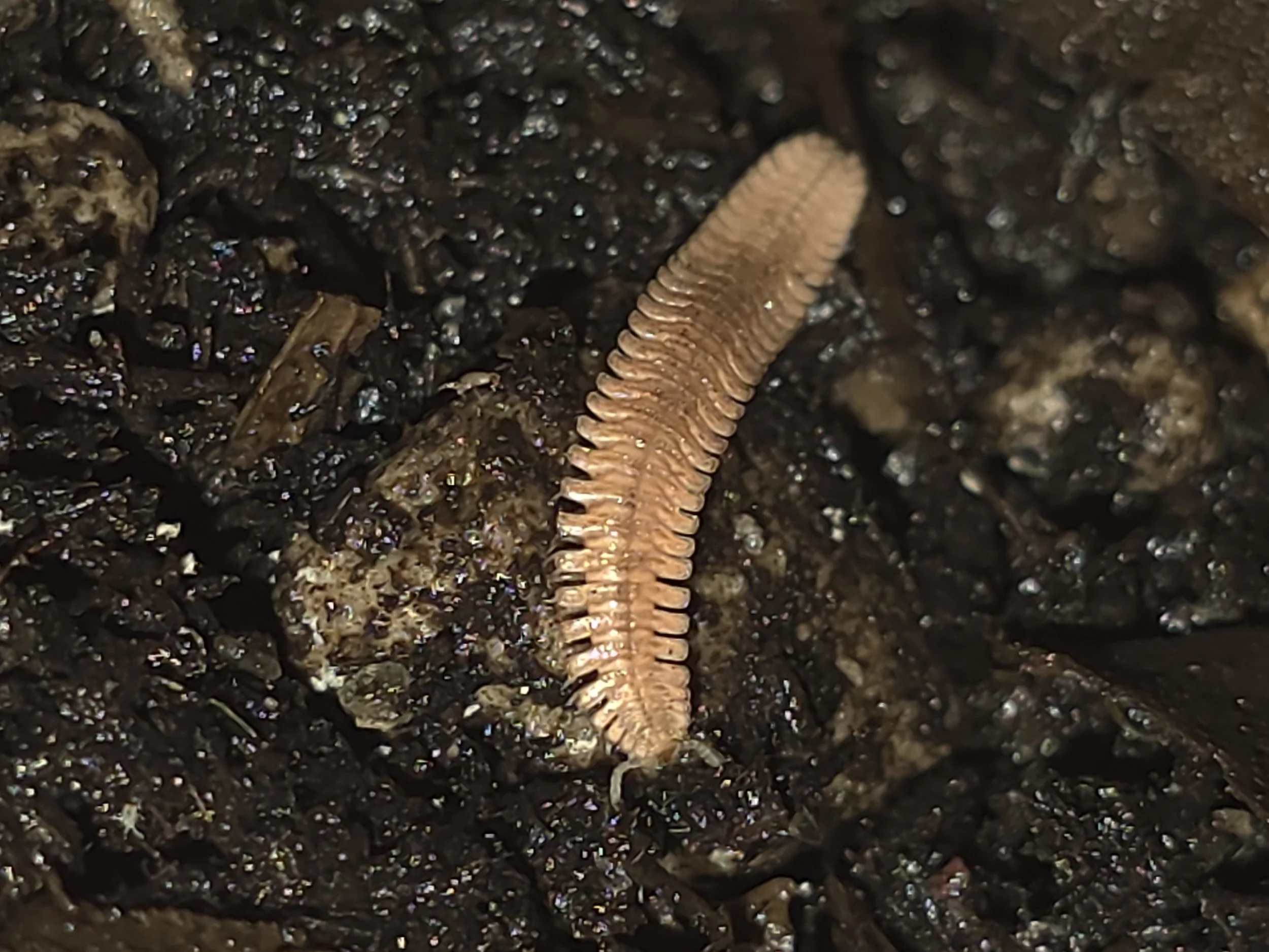 Feather Millipede 3.jpg