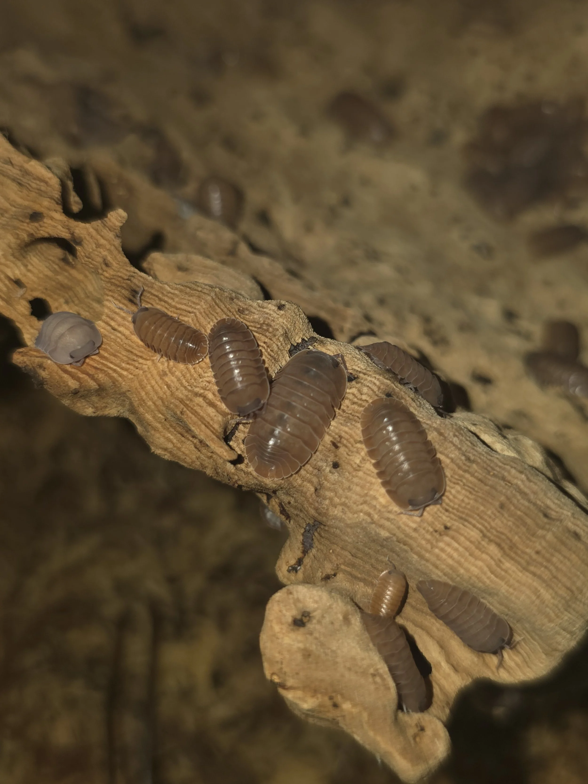 Cubaris Sp. Salmon