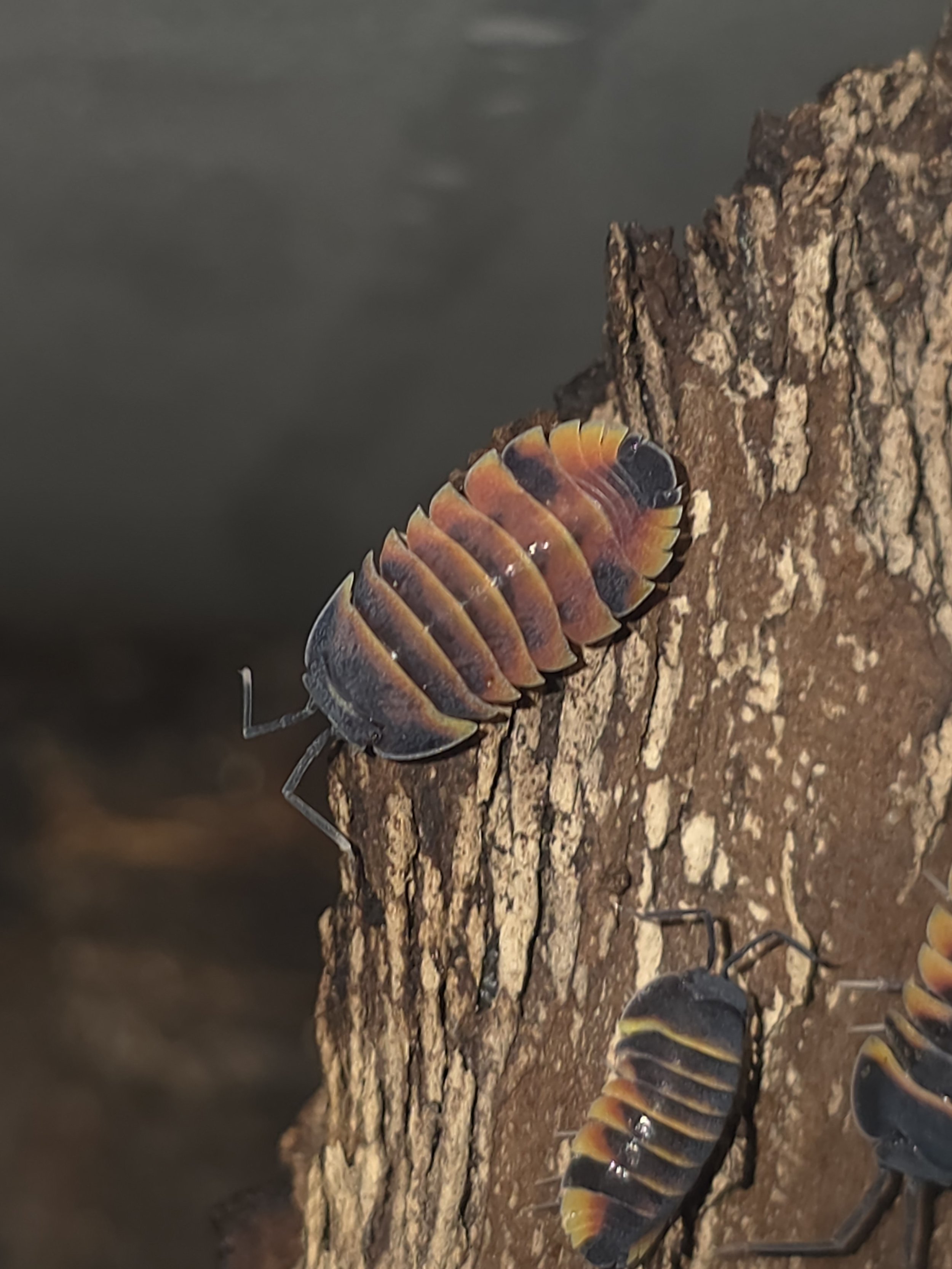 Ember Bee 6.jpg
