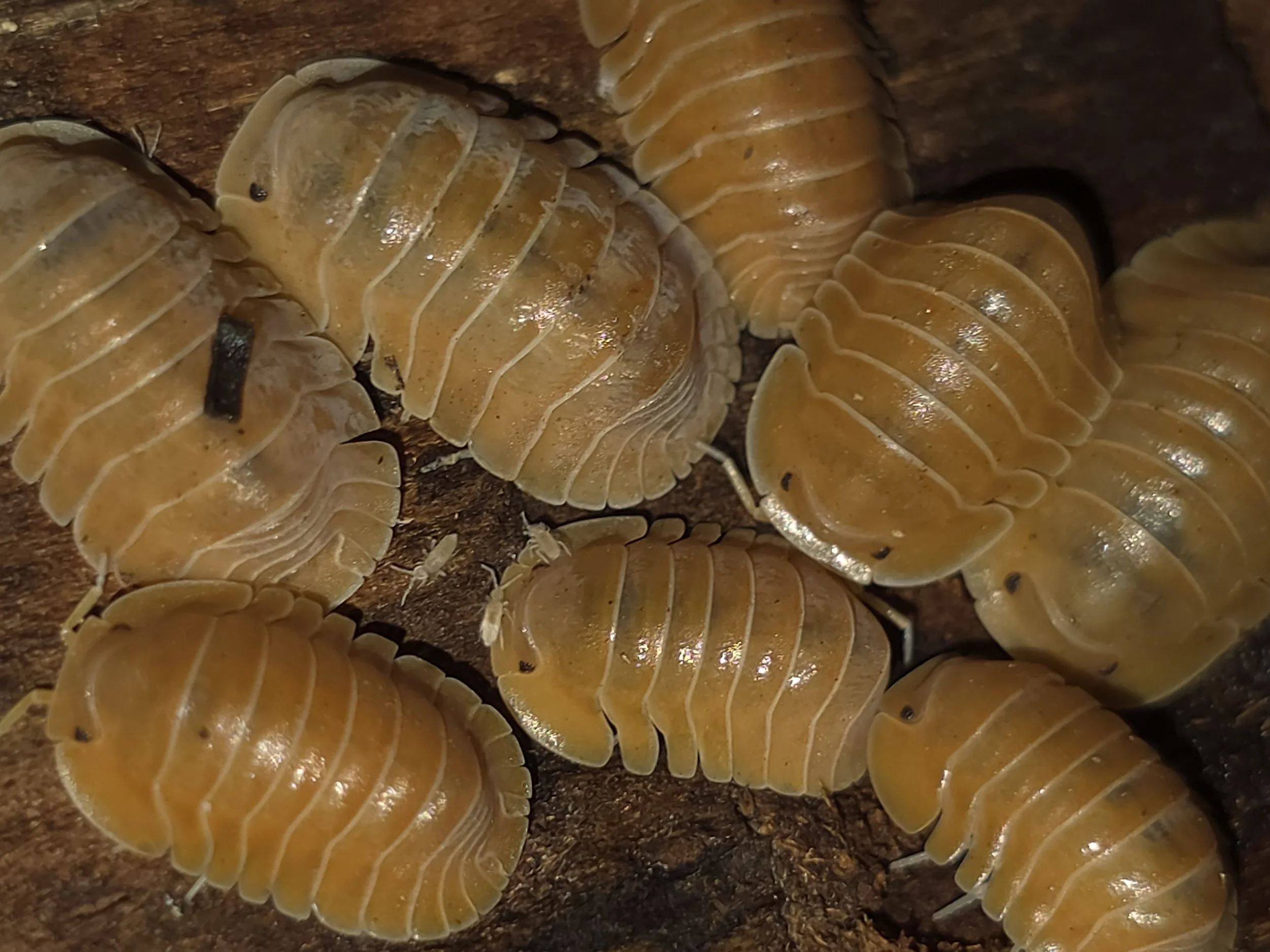 Cubaris Sp. Crabby
