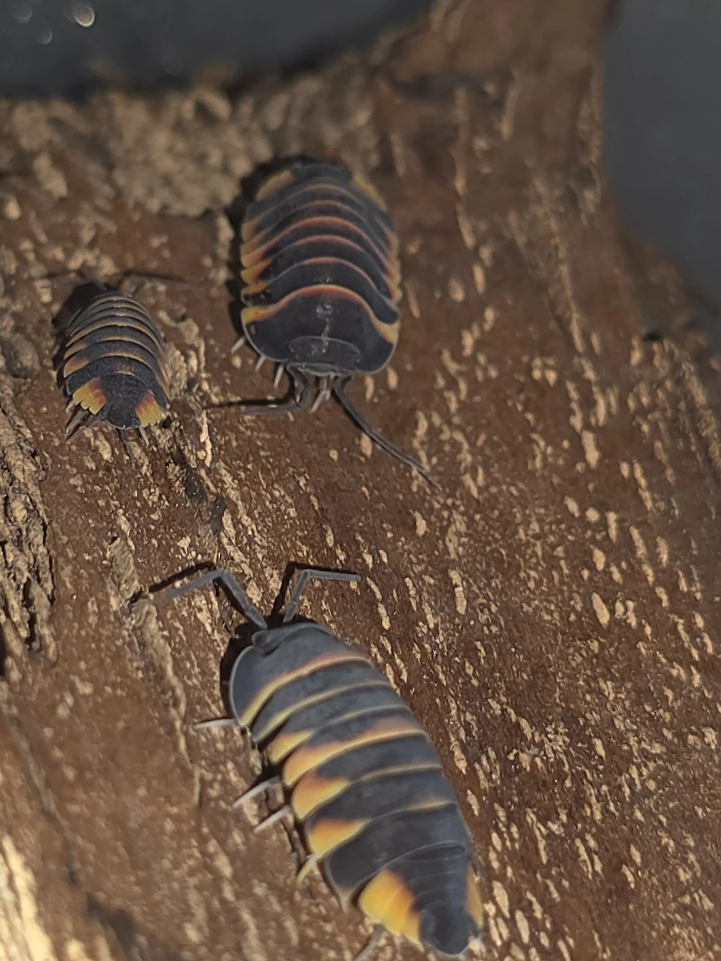 Ardentiella Ember Bees