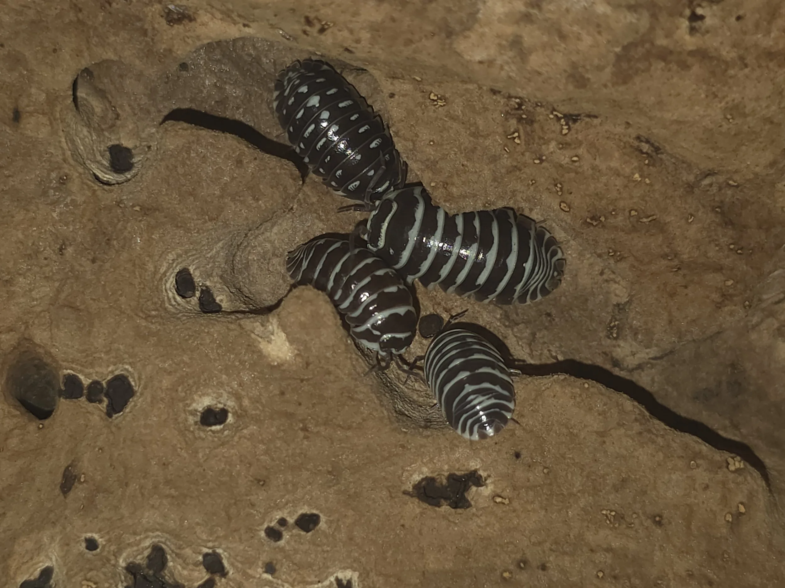 zebra 3.jpg