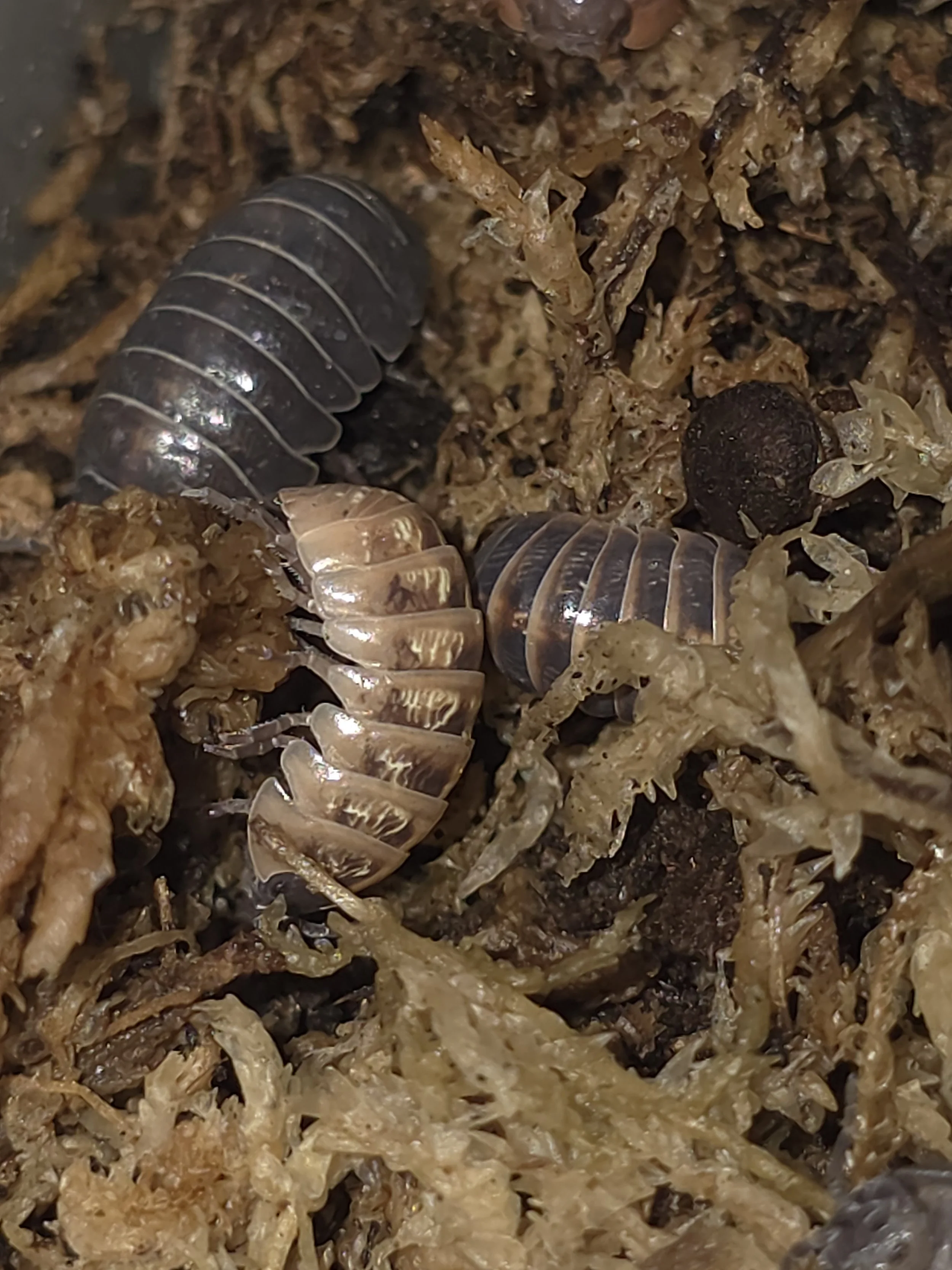Armadillidium Vulgare Punta Cana
