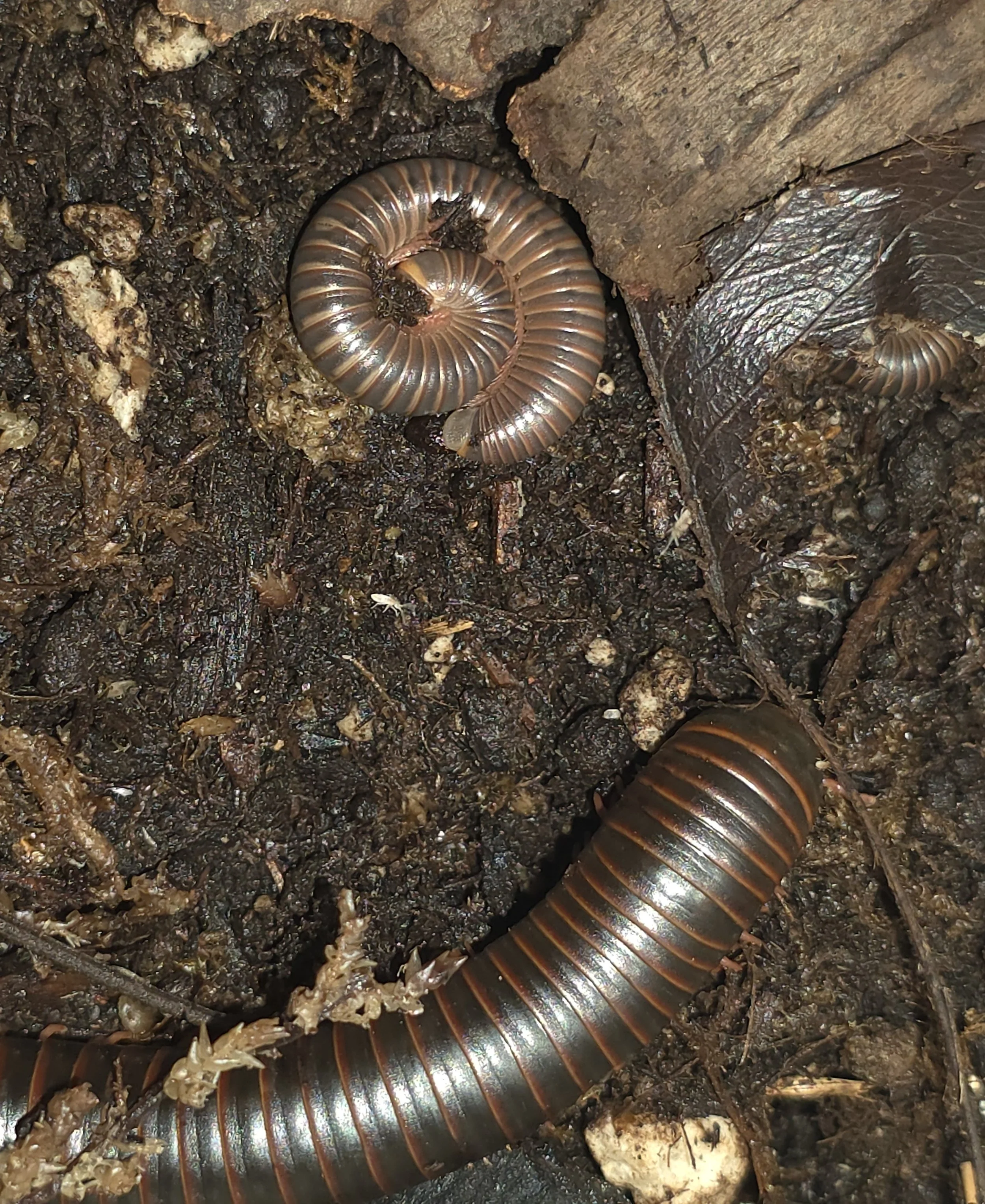 Narceus Americanus American Giant