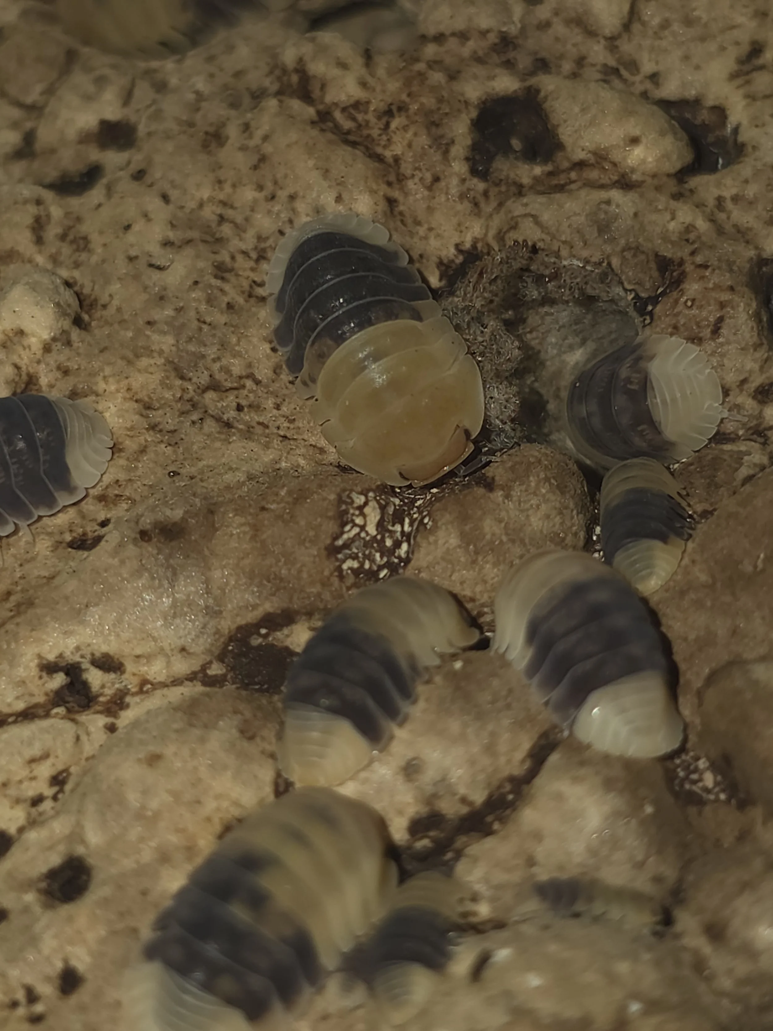 Rubber Bee 3.jpg