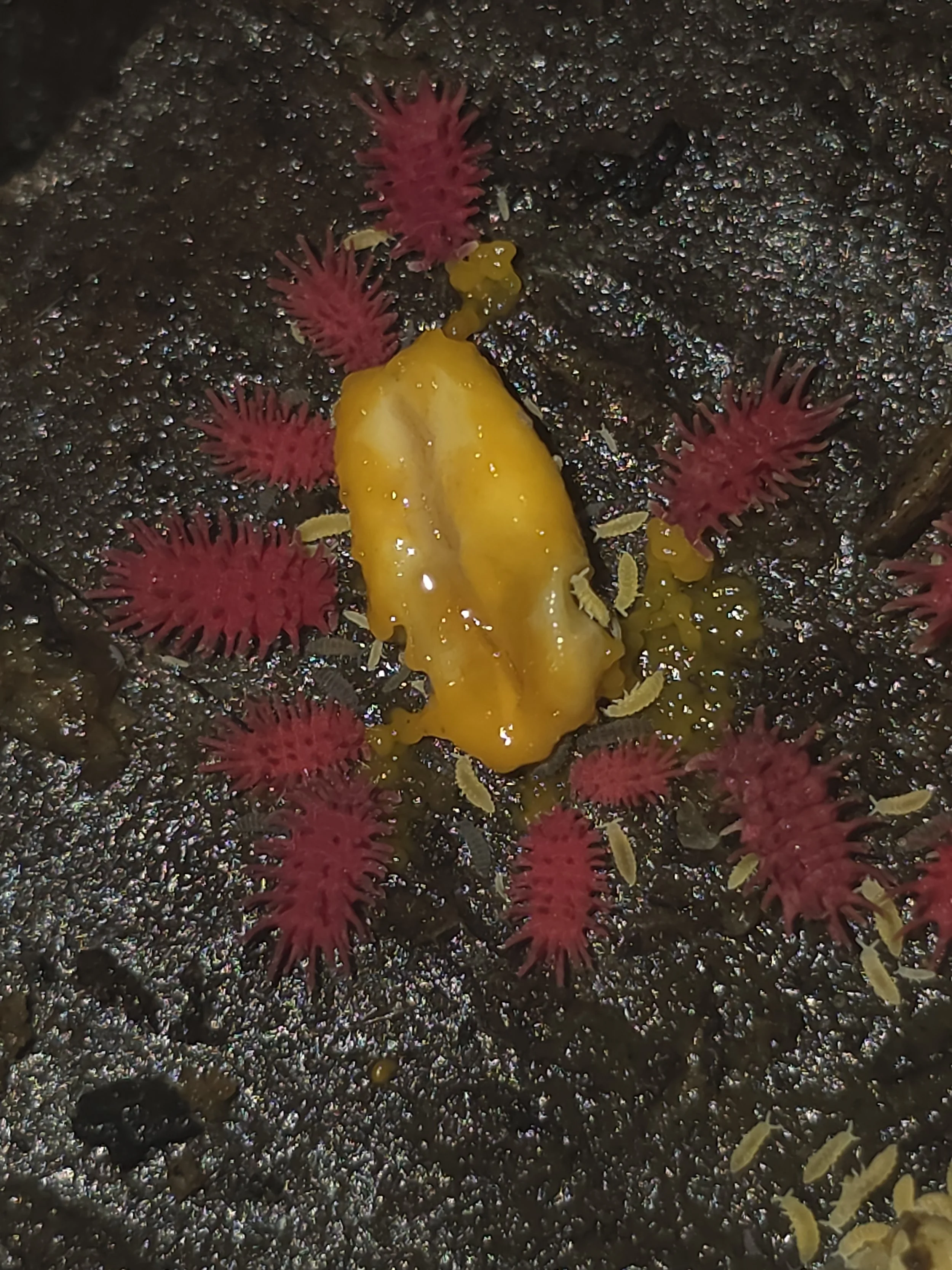 Rambutan 4.jpg