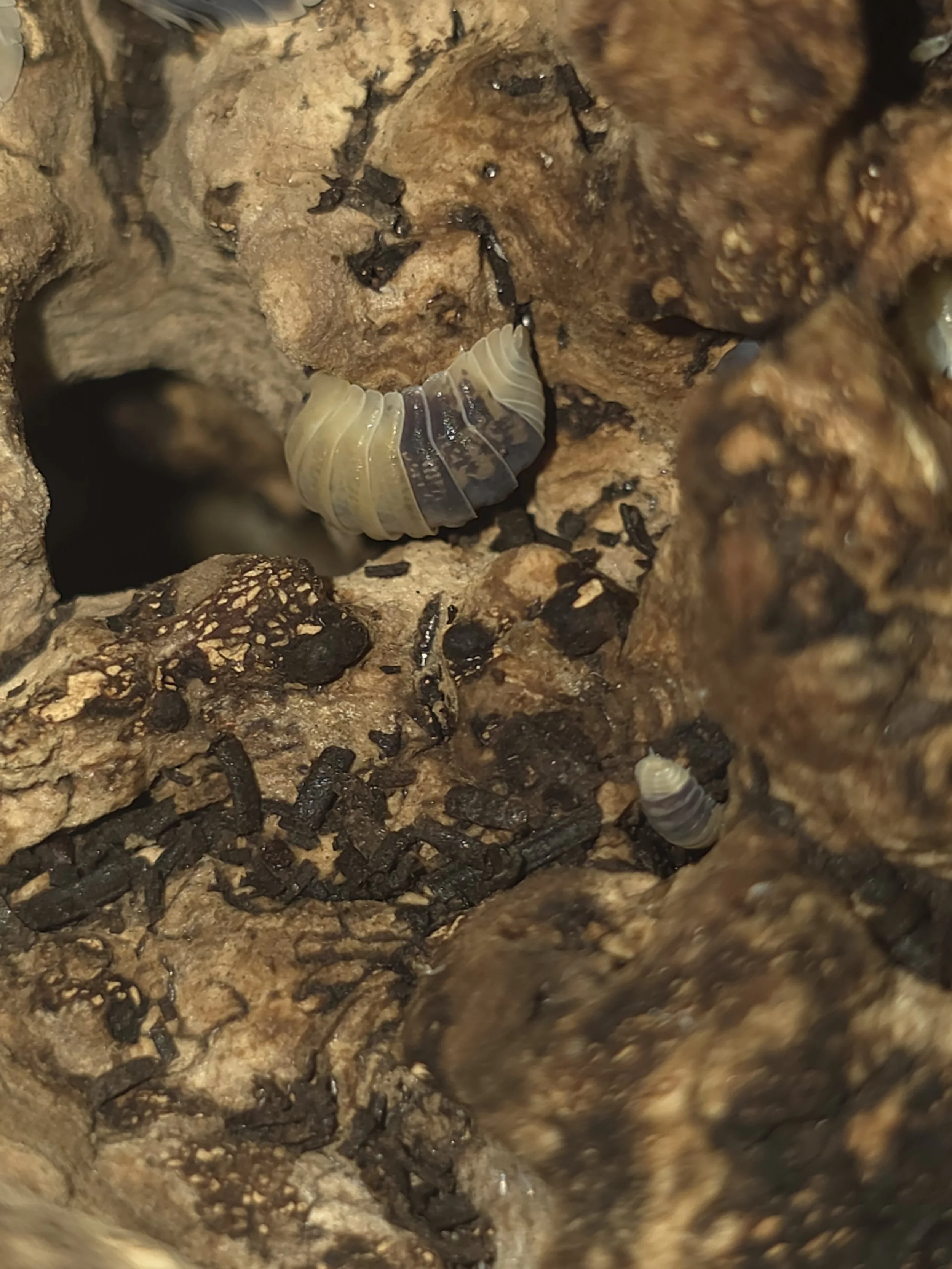 Rubber Bee 2.jpg