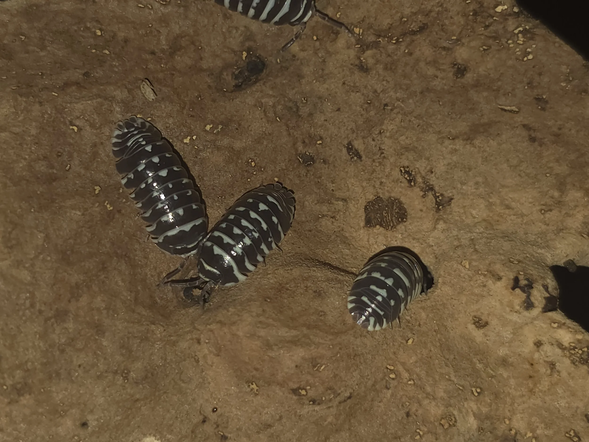 Armadillidium Maculatum Zebra
