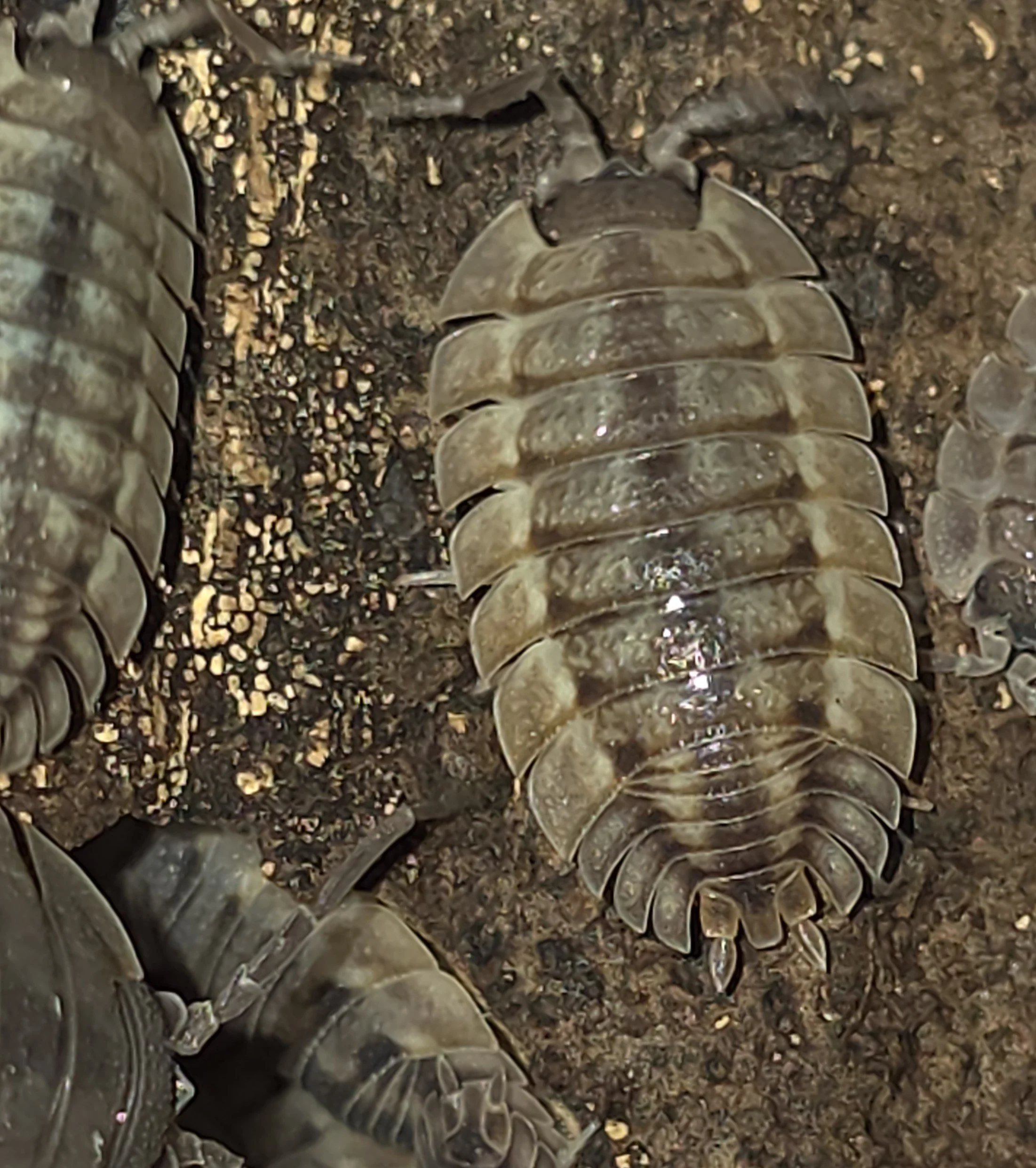 Porcellio Spatulatus Bonemeal