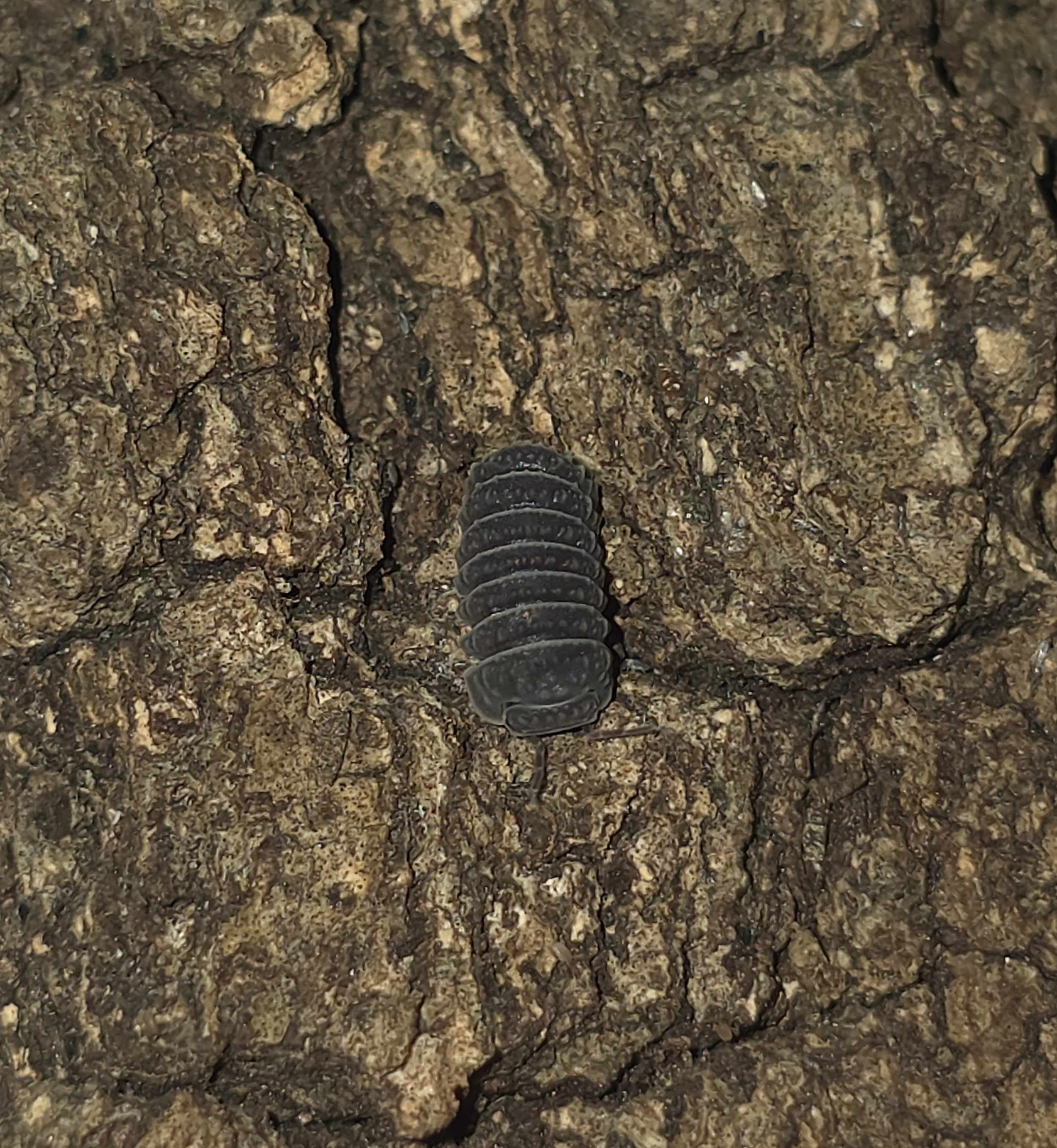 Armadillio Tuberculatus