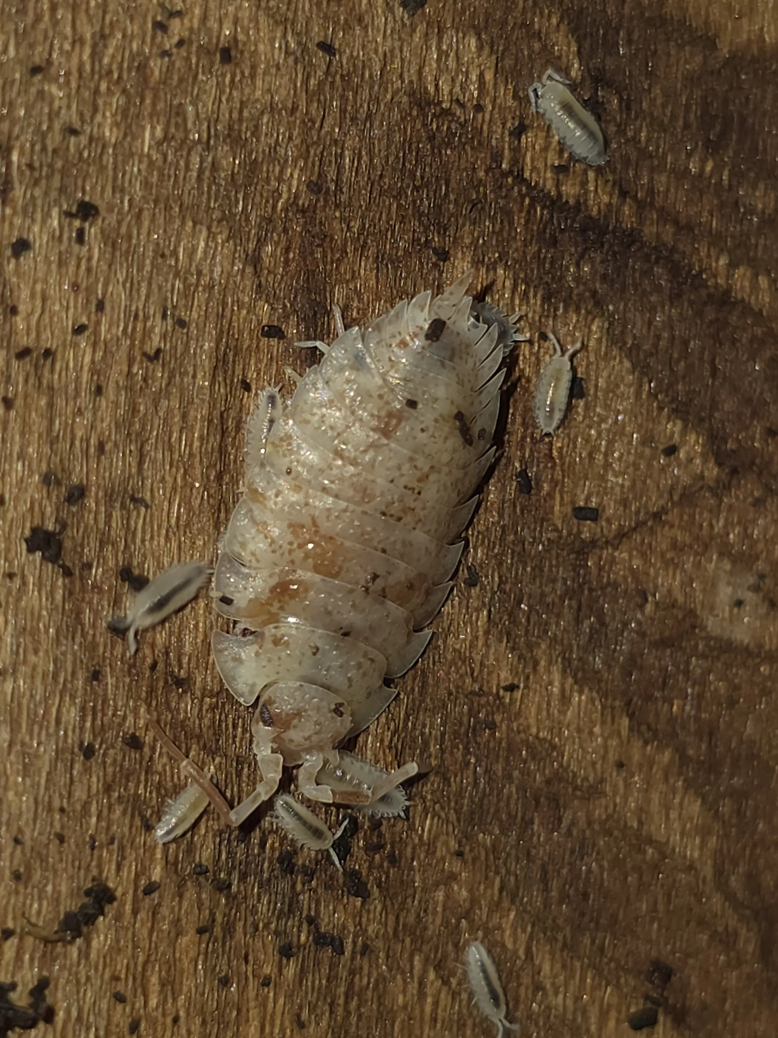 Scaber OD 1 (1).jpg