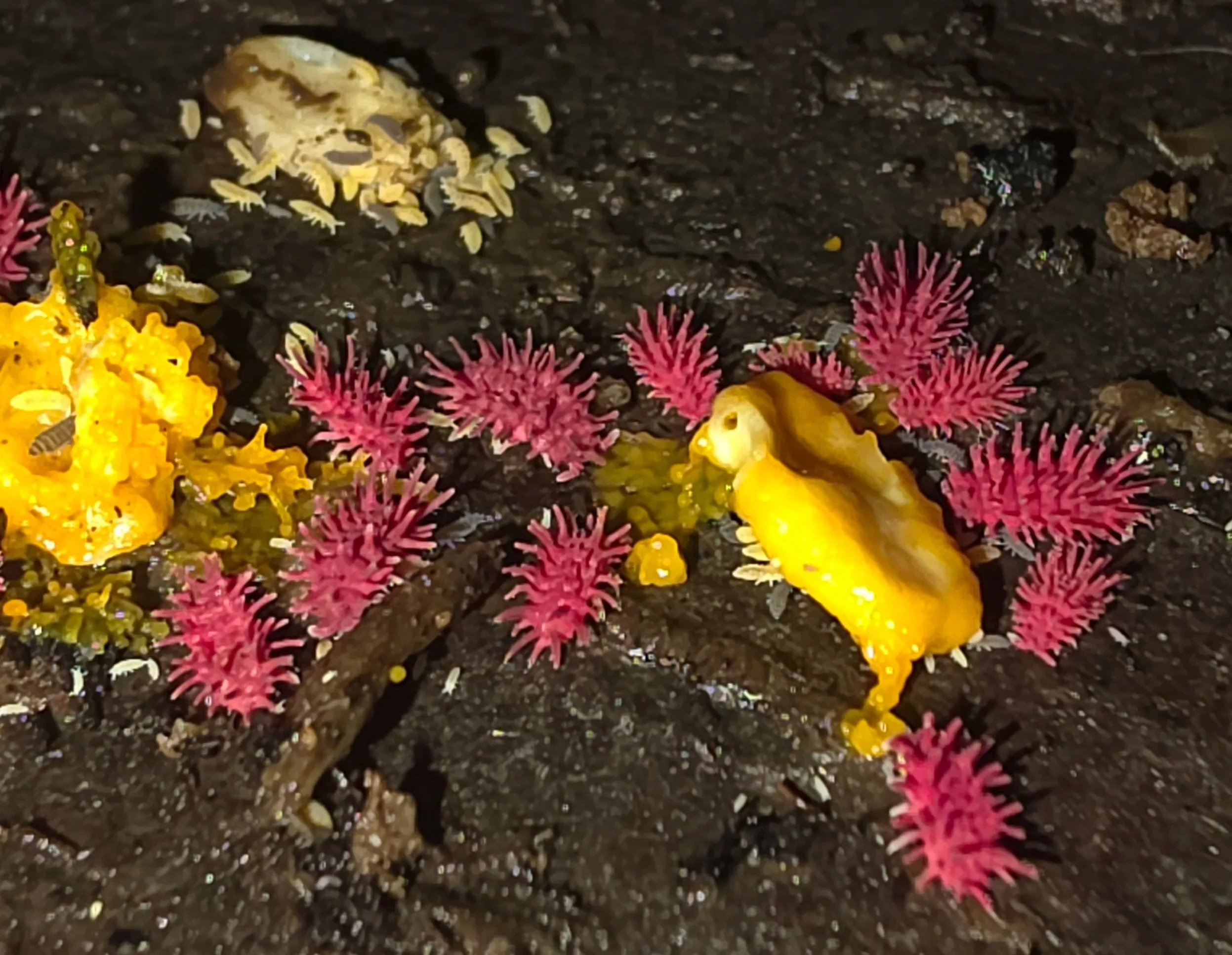 Rambutan+2.jpg