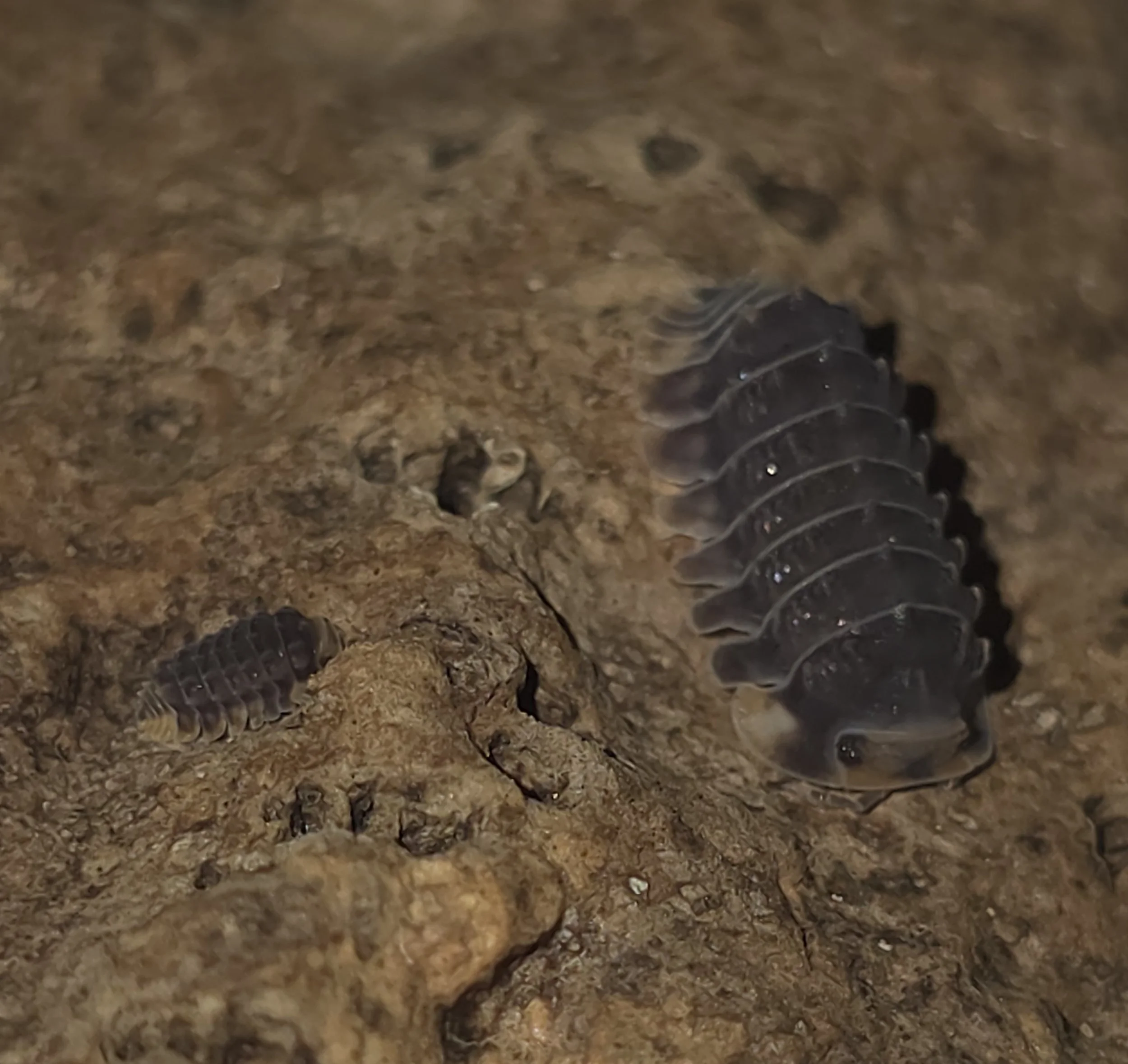 Close-up of a black snake with shiny scales, coiled in soil and rocks.